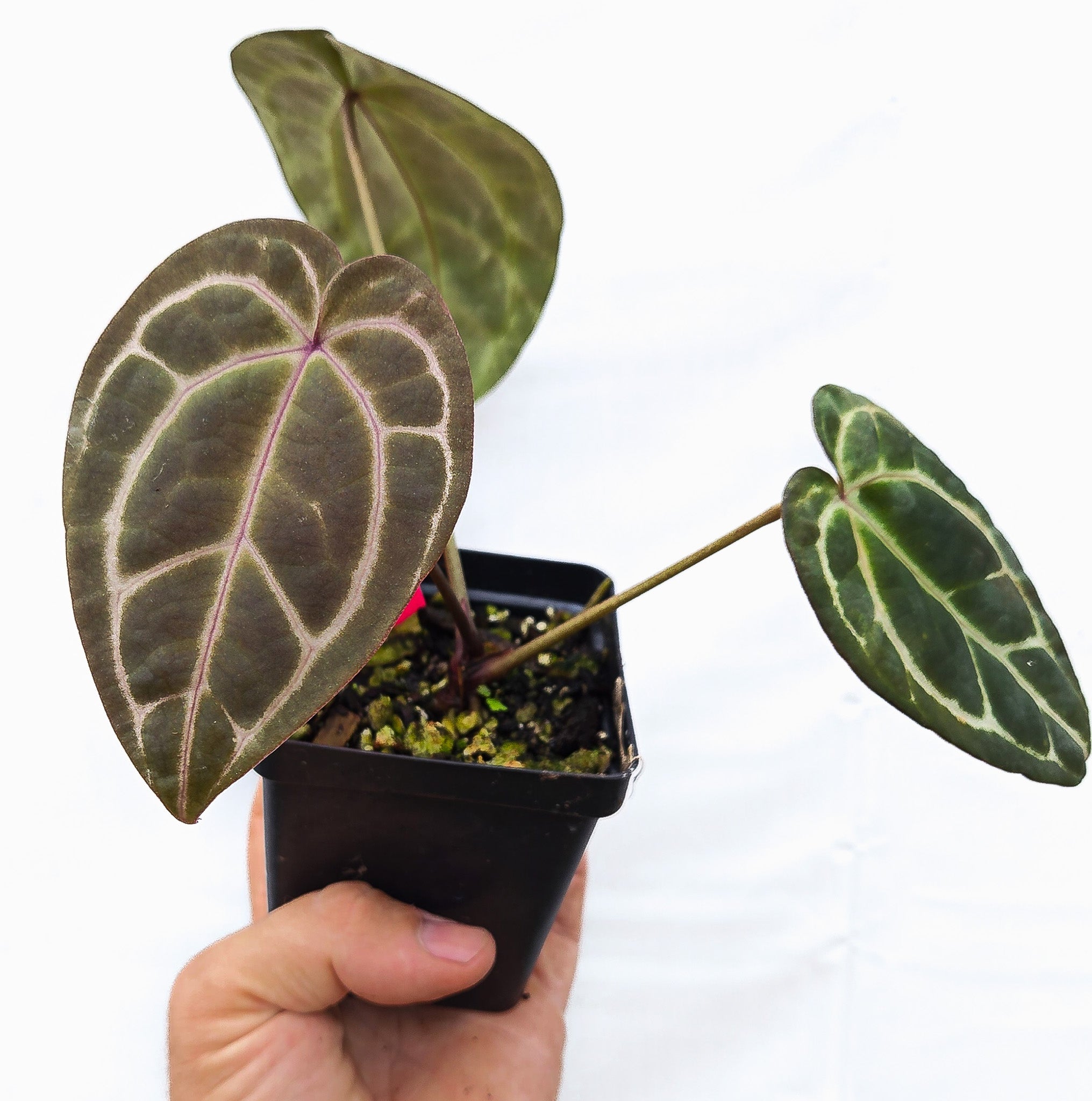 Anthurium 'Swampmannii Long' x 'Doc Block Purple F2' (CS14)