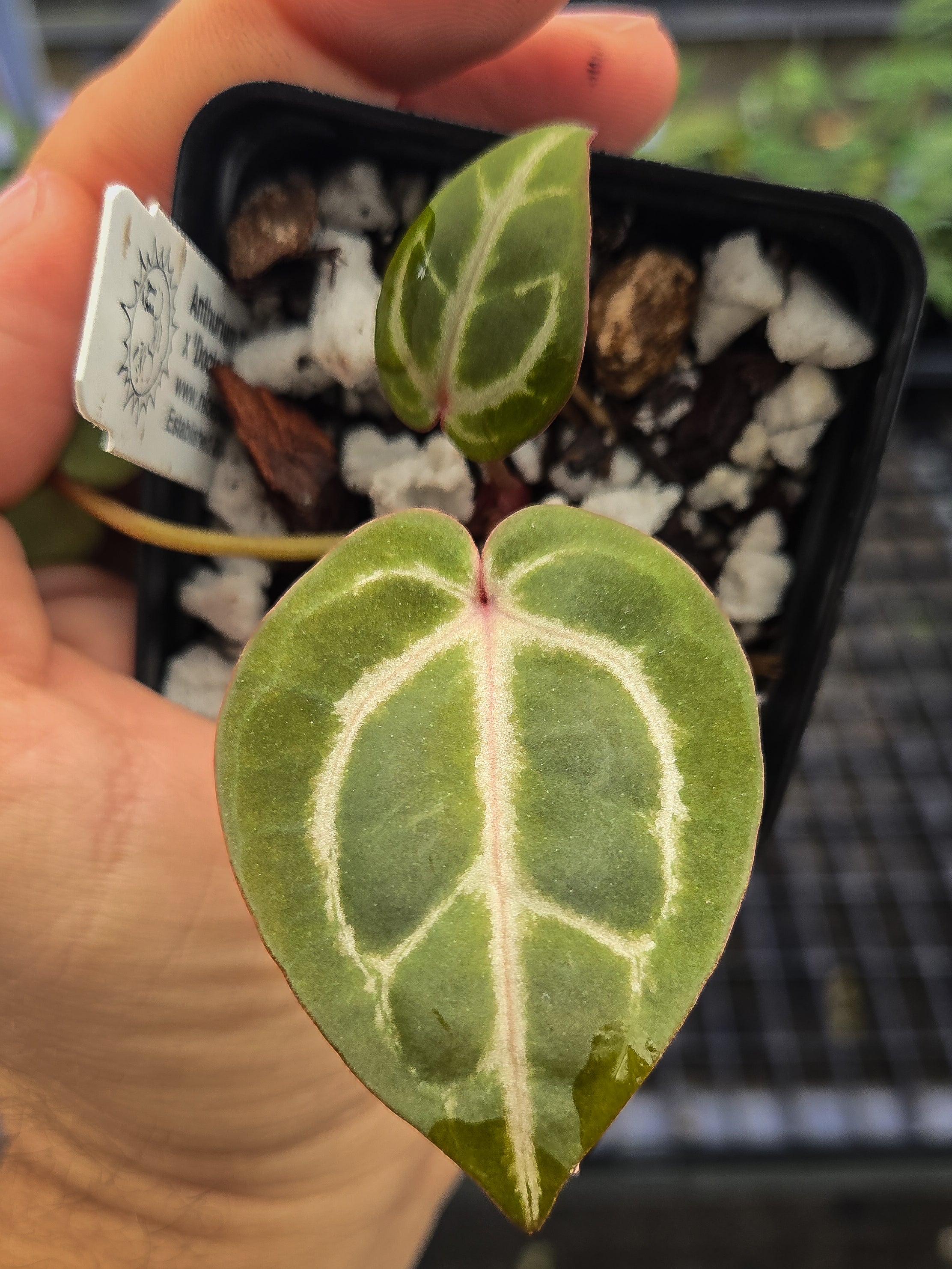 Anthurium 'Doc Block Red F2' x 'Doctor Doriyaki'(A142) - seed-grown Anthurium hybrid from Nice Plants Good Pots