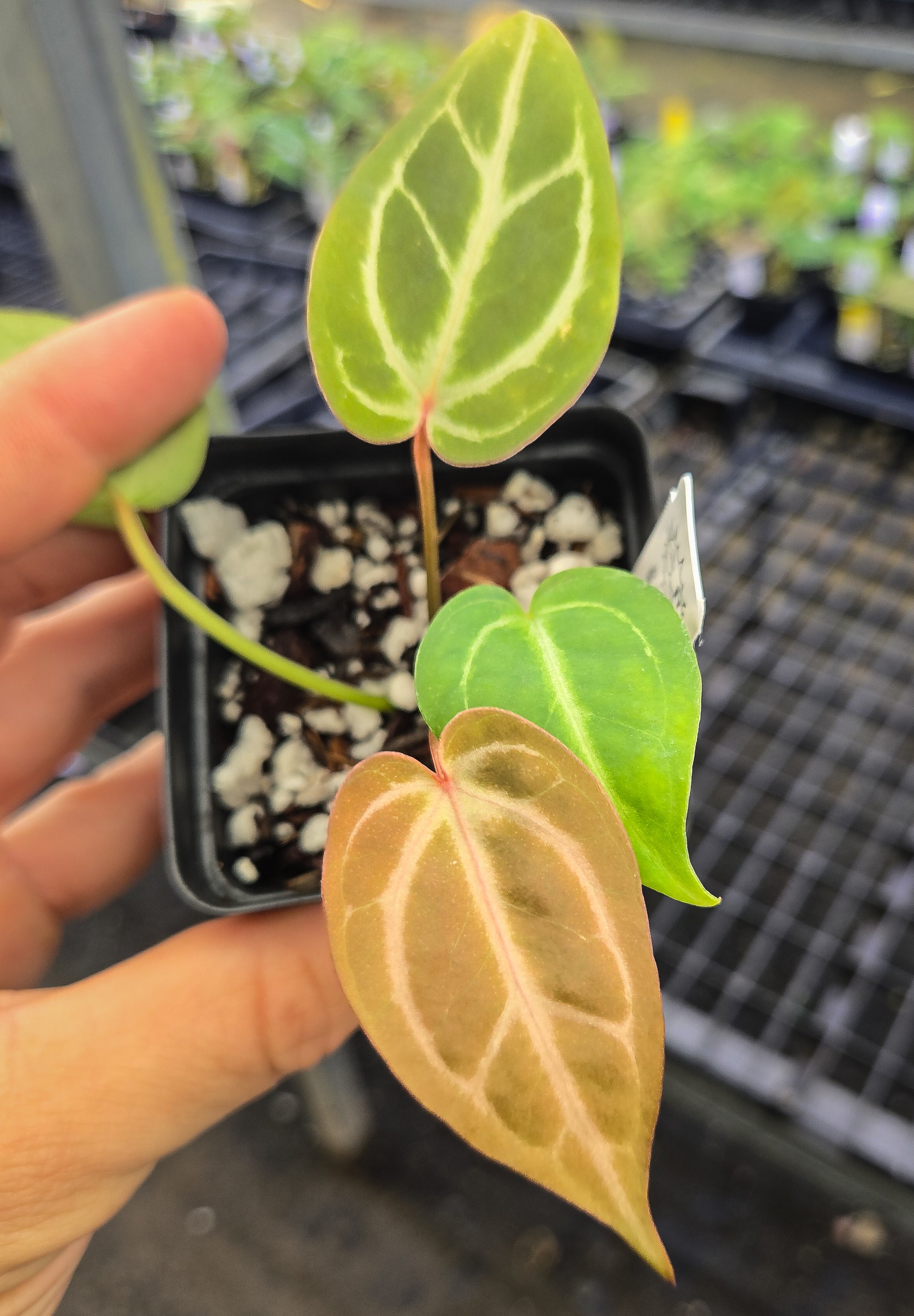 Anthurium 'Doc Block Red F2' x 'Doctor Doriyaki'(A142) - seed-grown Anthurium hybrid from Nice Plants Good Pots