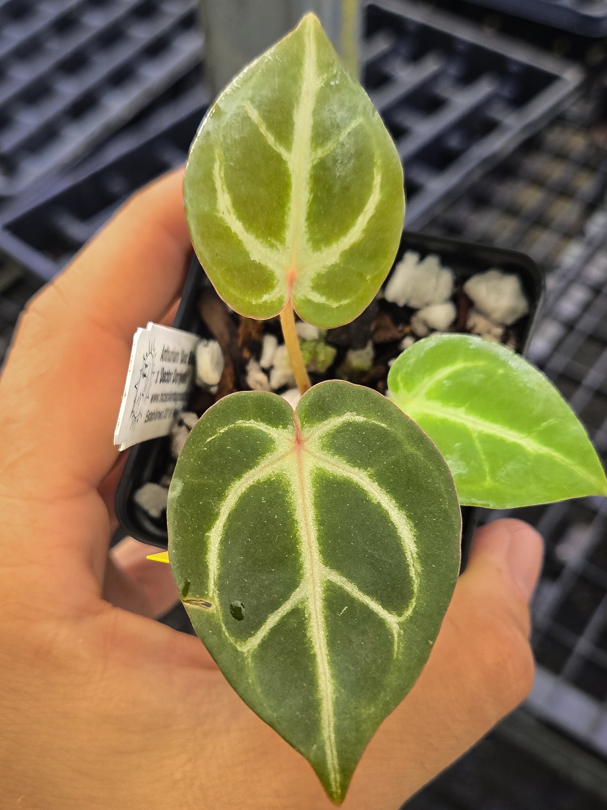 Anthurium 'Doc Block Red F2' x 'Doctor Doriyaki'(A142)