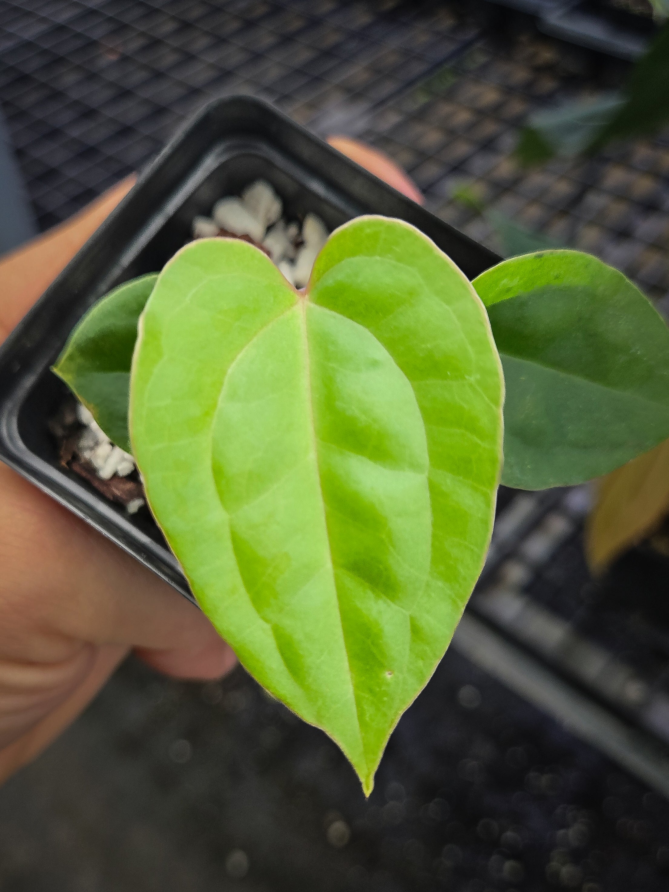 Anthurium ('SKG AOS' / 'Tim’s Black') x Luxurians (A140)