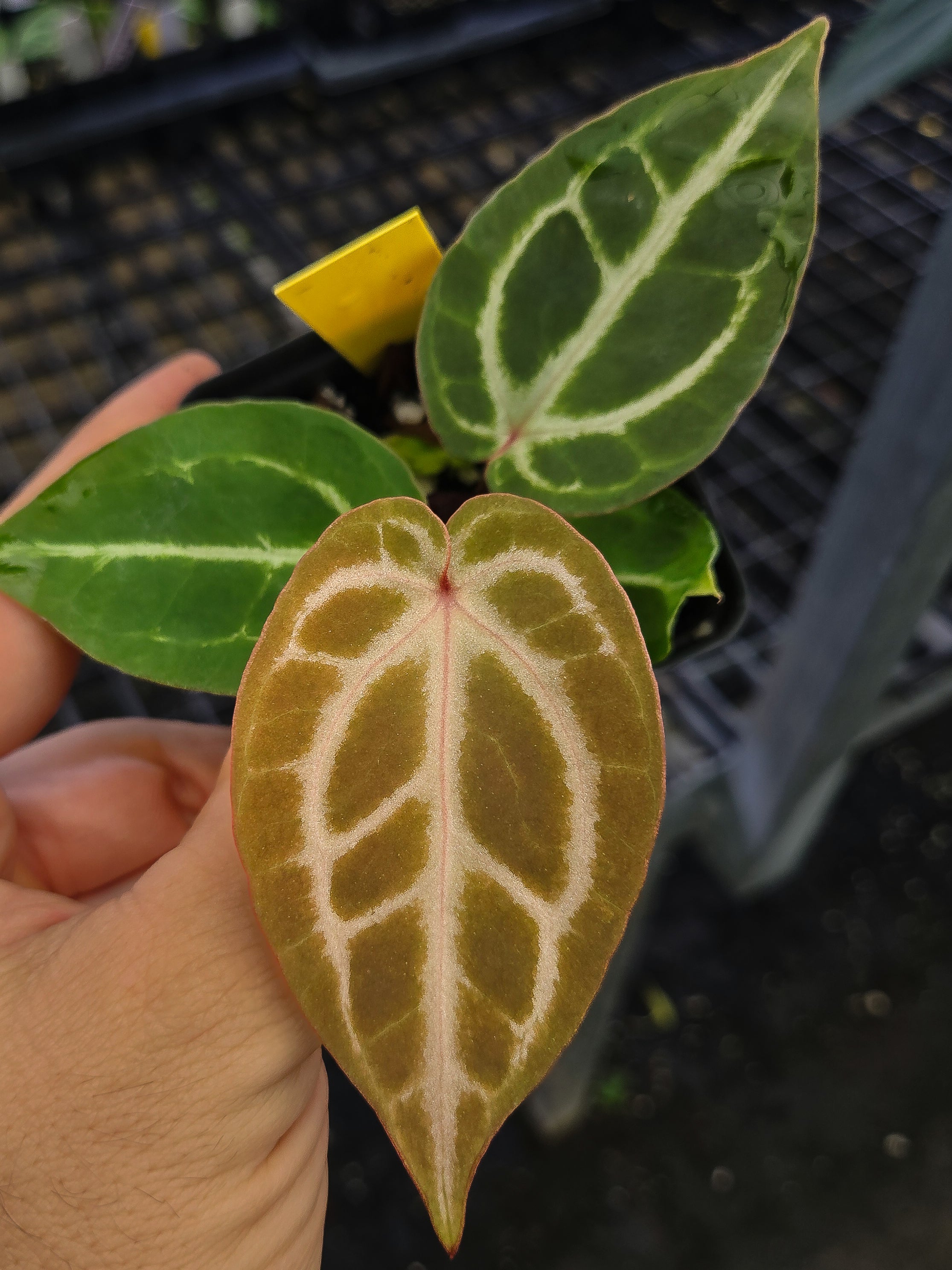 Anthurium 'Doriyaki Super Silver' x 'Doc Block purple F2' (A141)
