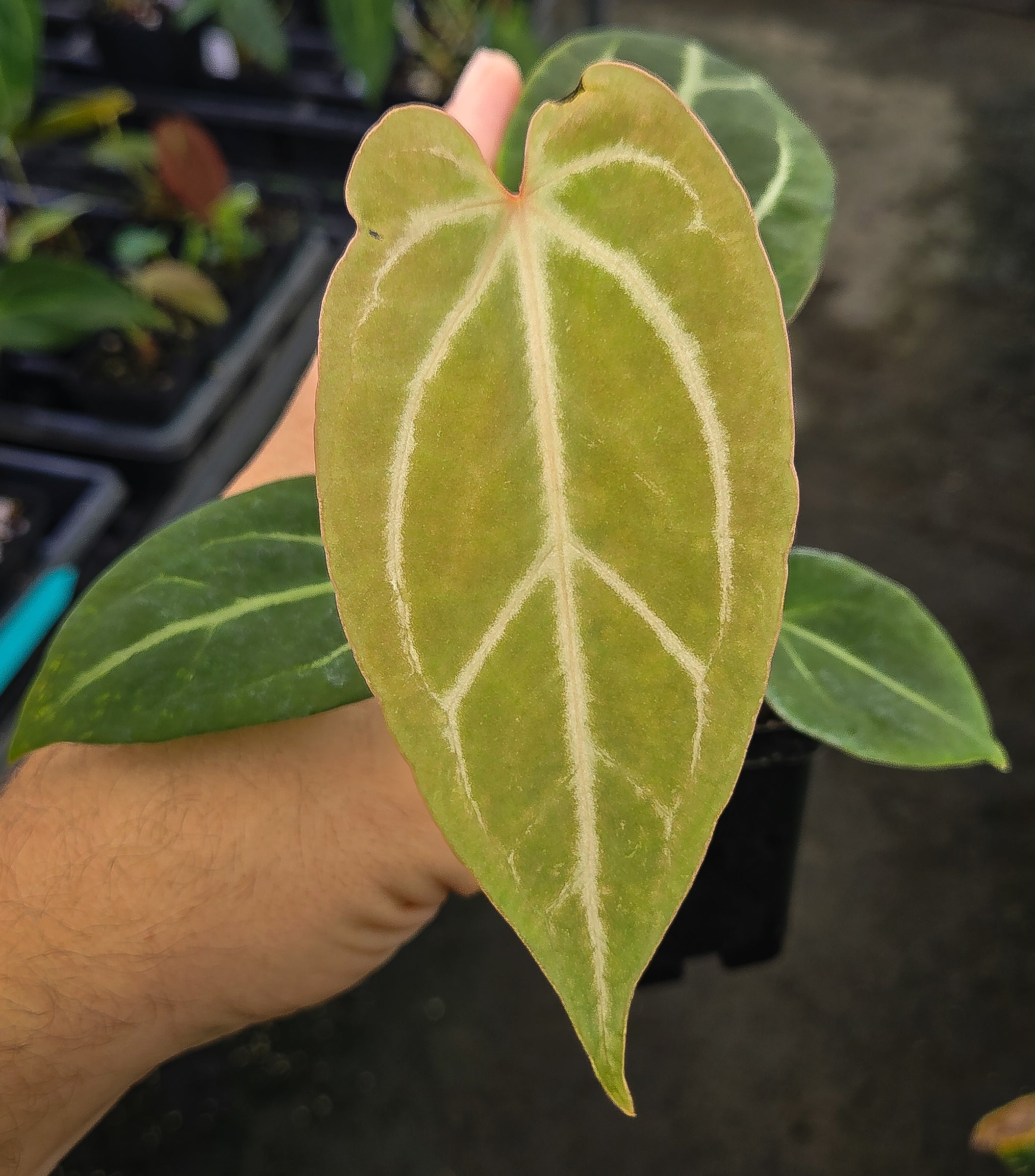 Anthurium 'Griege' x ('FTG Crystal' / 'Portillae Dorito') (A139)