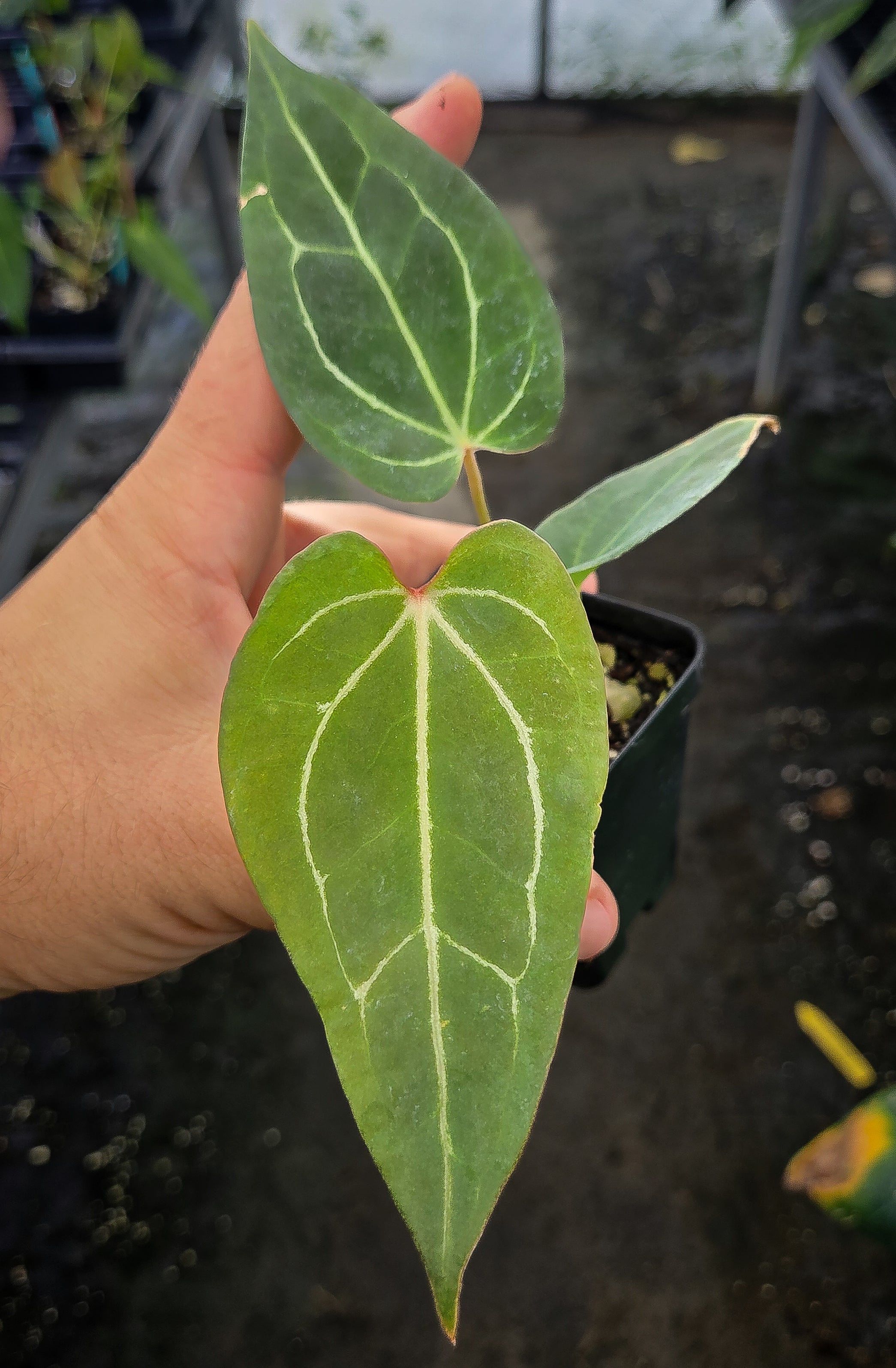 Anthurium 'Griege' x ('FTG Crystal' / 'Portillae Dorito') (A139) - seed-grown Anthurium hybrid from Nice Plants Good Pots