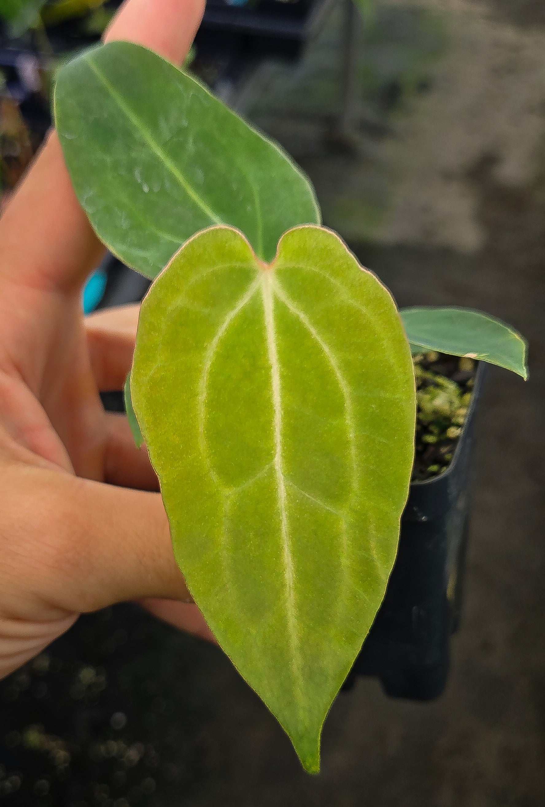 Anthurium 'Griege' x ('FTG Crystal' / 'Portillae Dorito') (A139) - seed-grown Anthurium hybrid from Nice Plants Good Pots