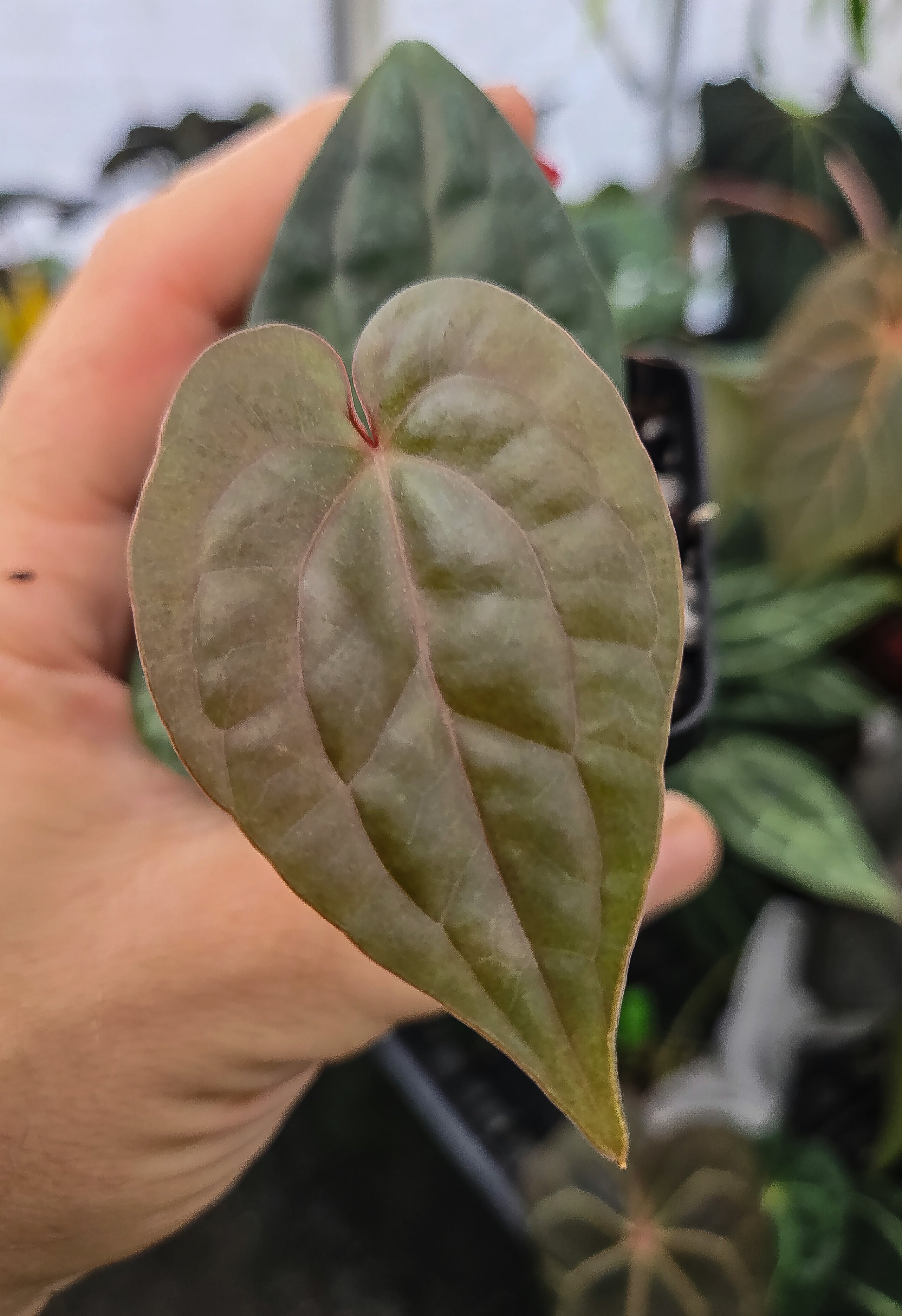 Anthurium 'Swampmannii Orange' x 'Luxurians' (A137)