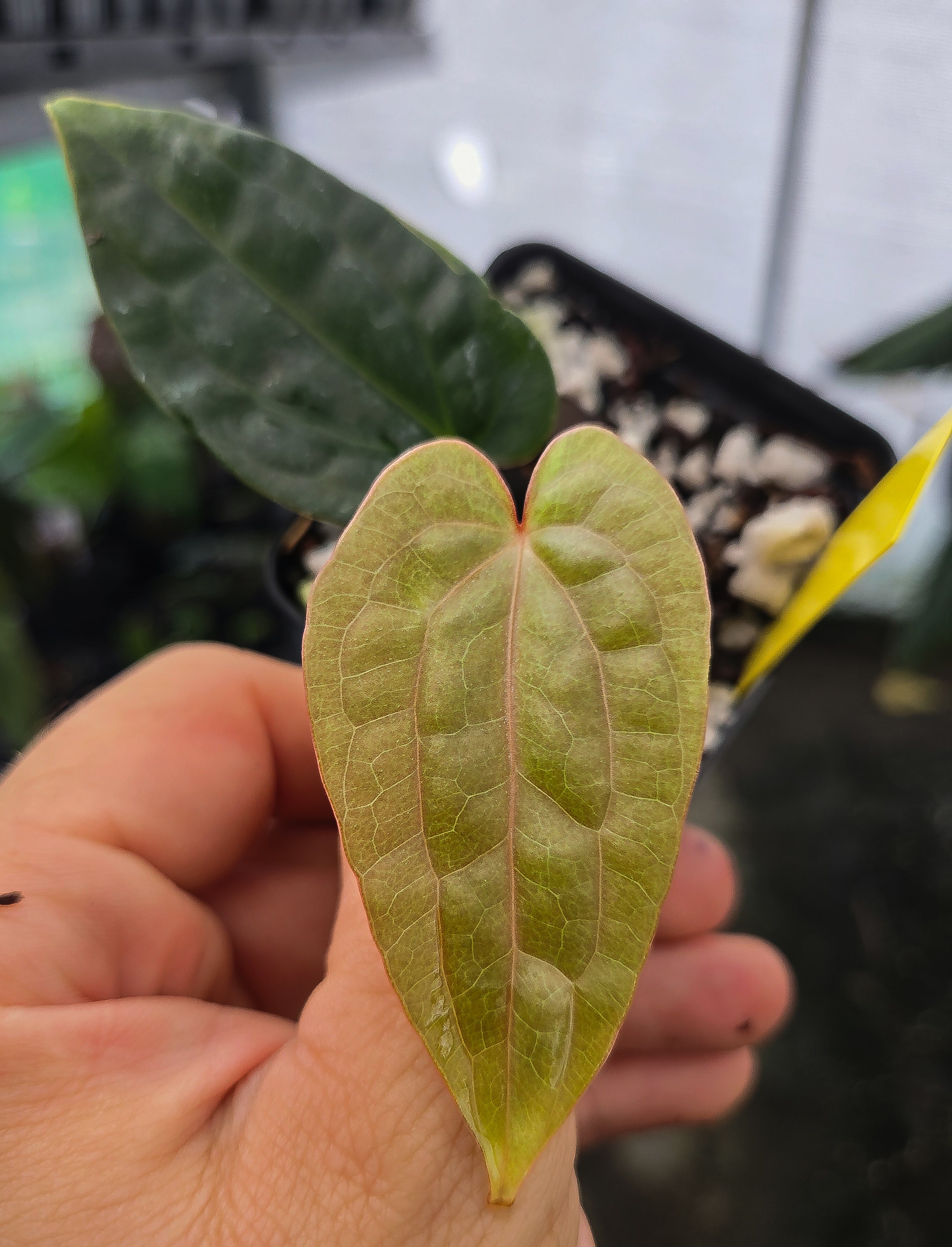 Anthurium 'Swampmannii Orange' x 'Luxurians' (A137)