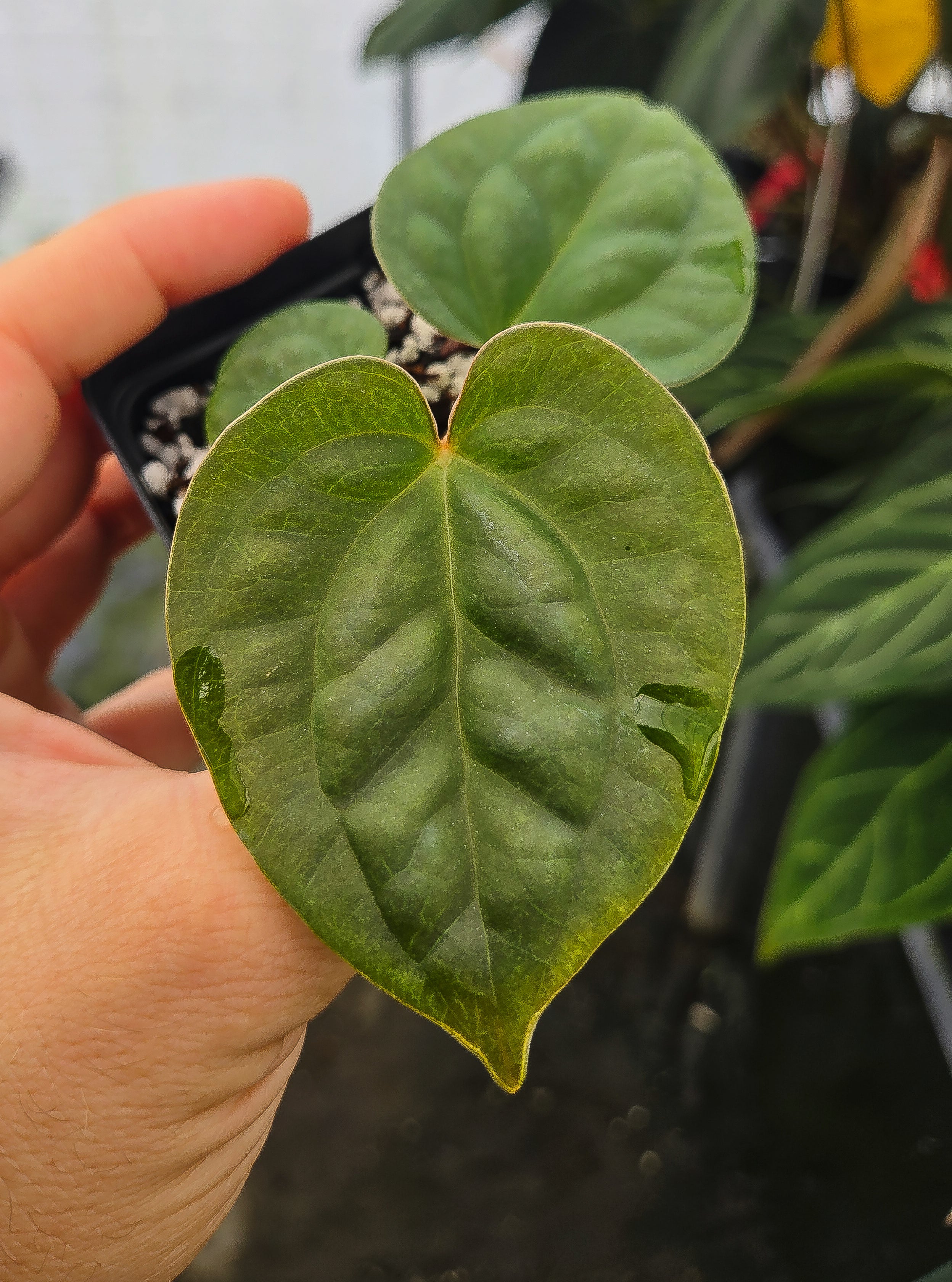 Anthurium 'Swampmannii Orange' x 'Luxurians' (A137)
