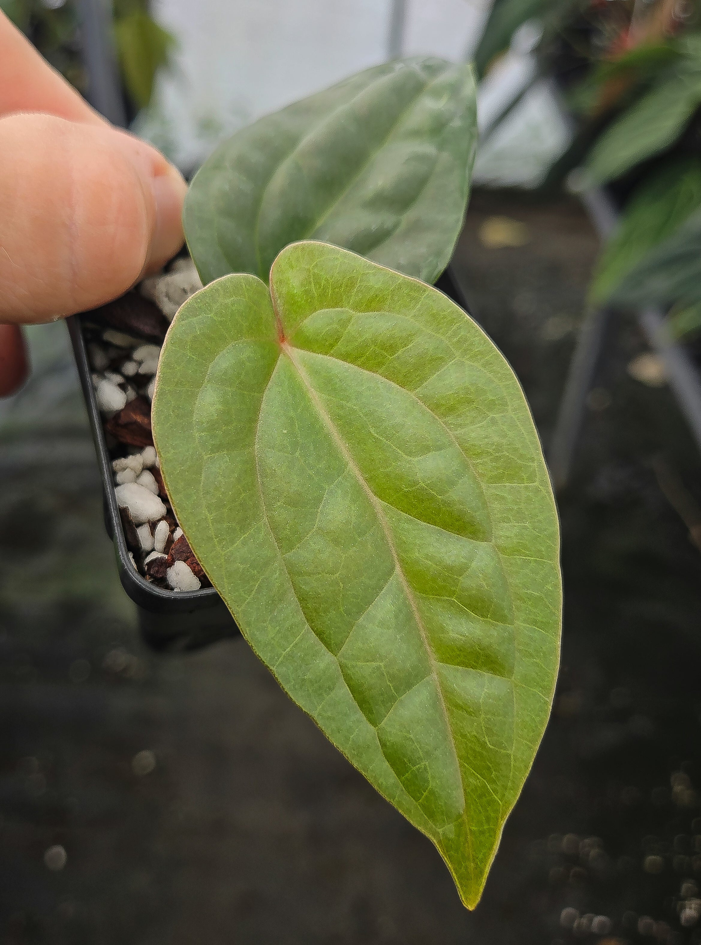 Anthurium 'Swampmannii Orange' x 'Luxurians' (A137)