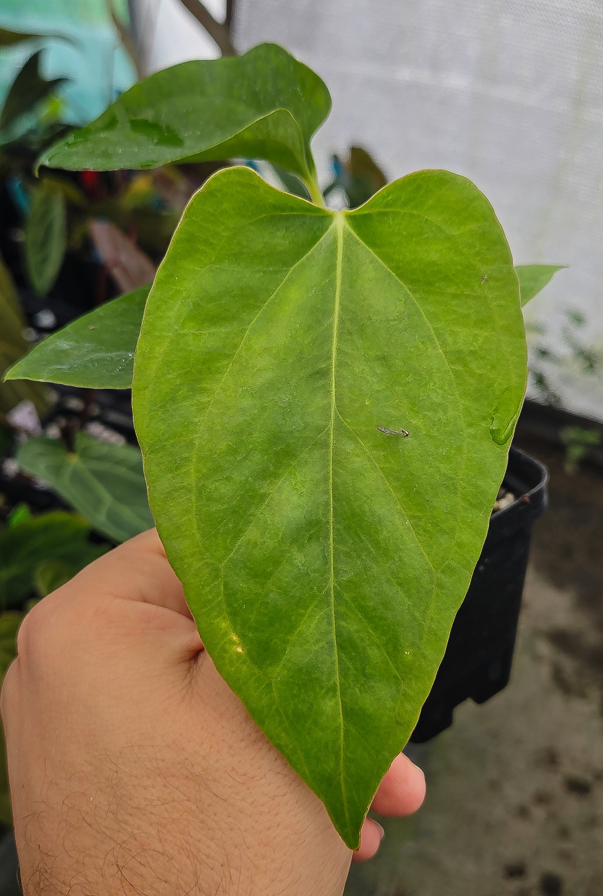 Anthurium Cerrocampanense x 'Portillae NSE Dewey Fisk clone' (A136)