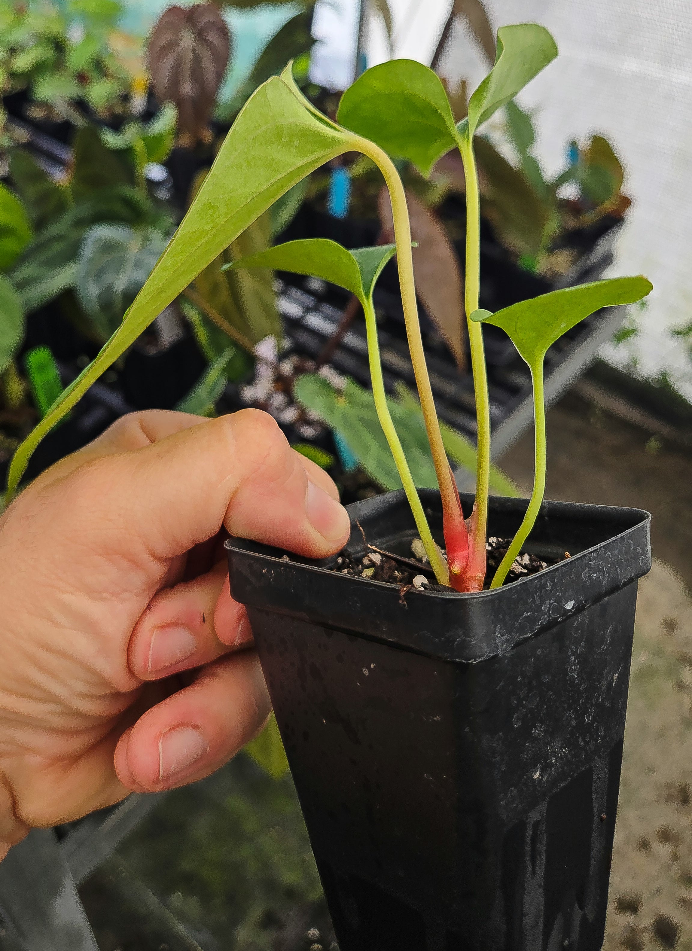 Anthurium Cerrocampanense x 'Portillae NSE Dewey Fisk clone' (A136)