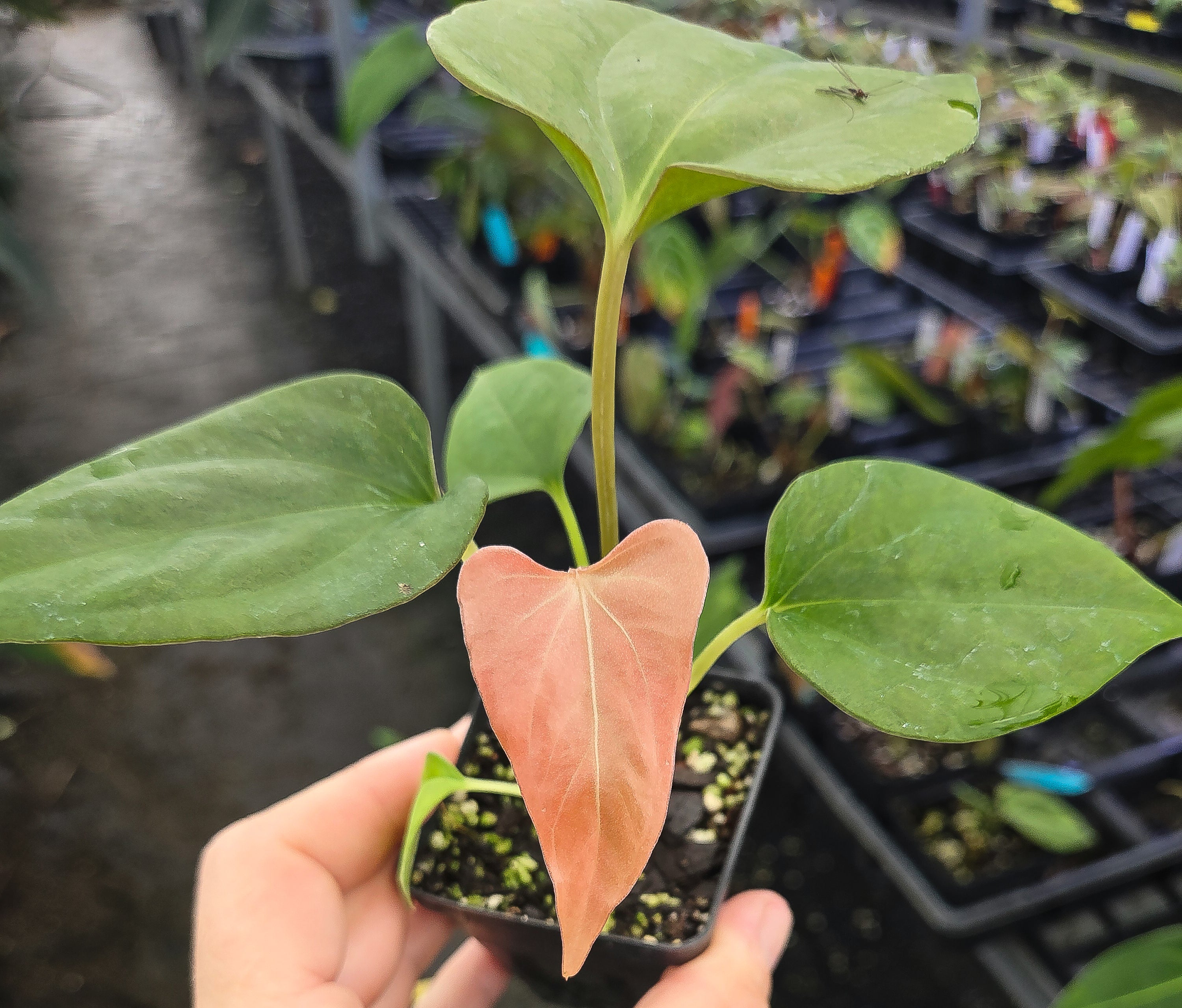 Anthurium Cerrocampanense x 'Portillae NSE Dewey Fisk clone' (A136)