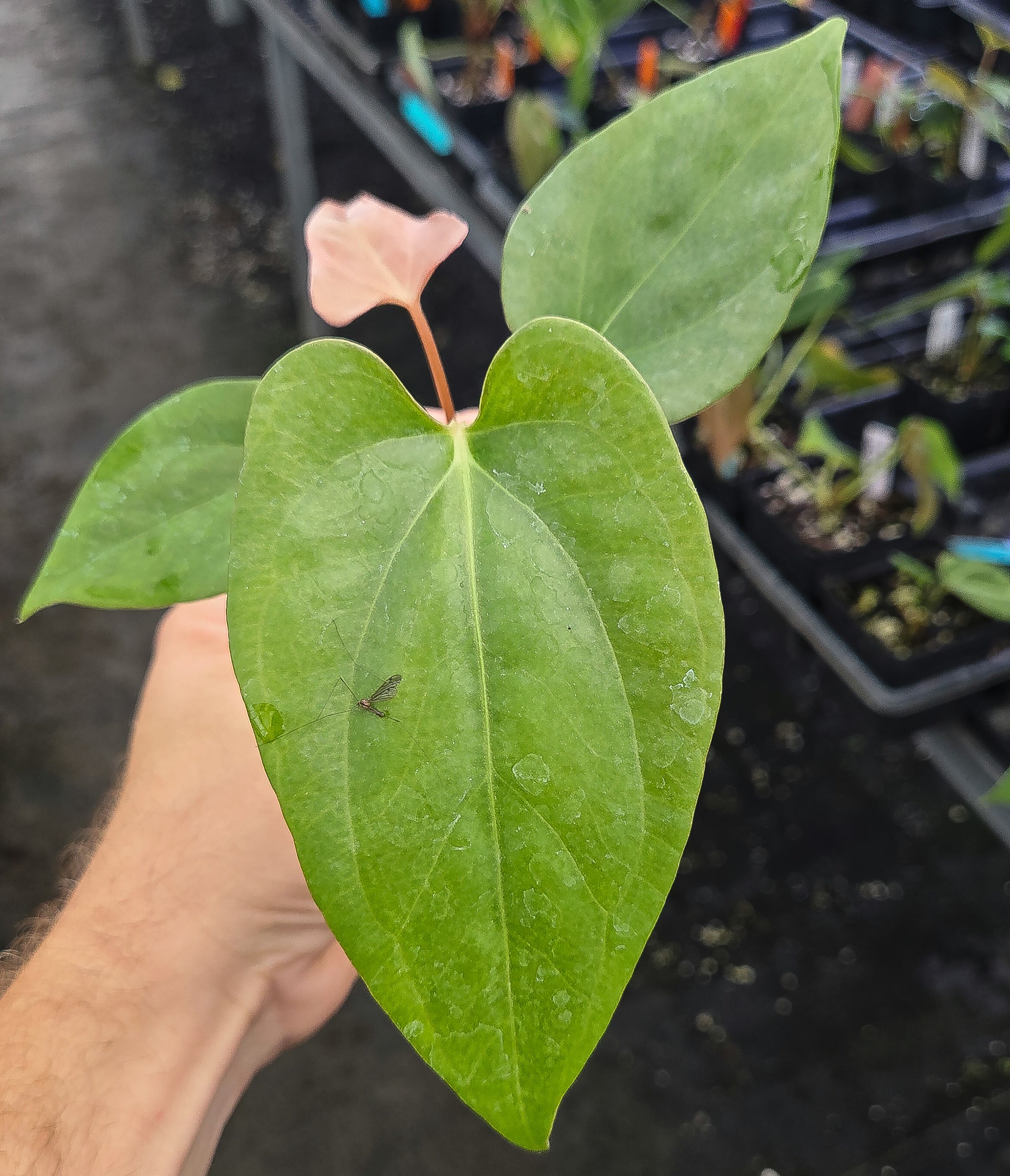 Anthurium Cerrocampanense x 'Portillae NSE Dewey Fisk clone' (A136)