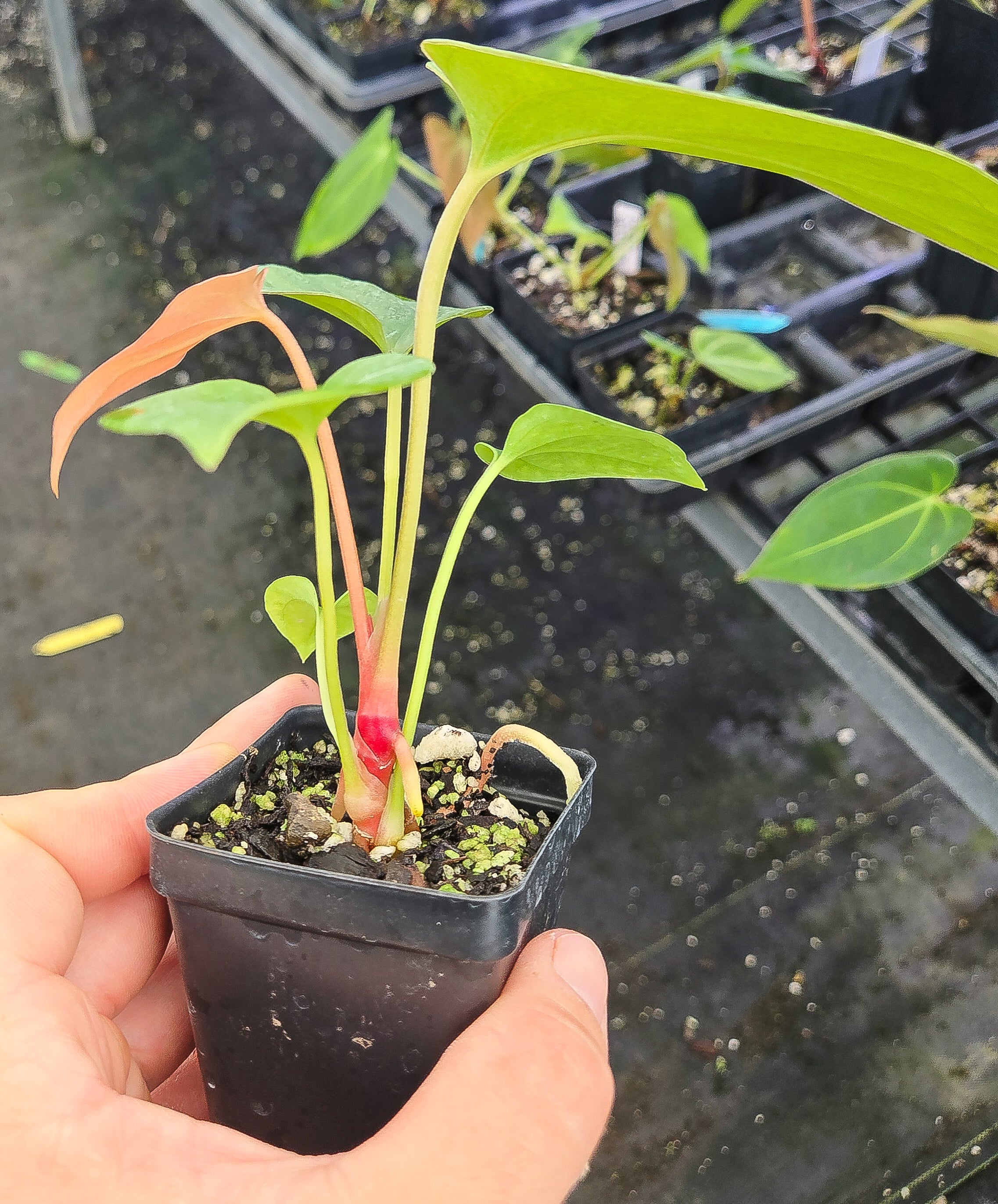 Anthurium Cerrocampanense x 'Portillae NSE Dewey Fisk clone' (A136)