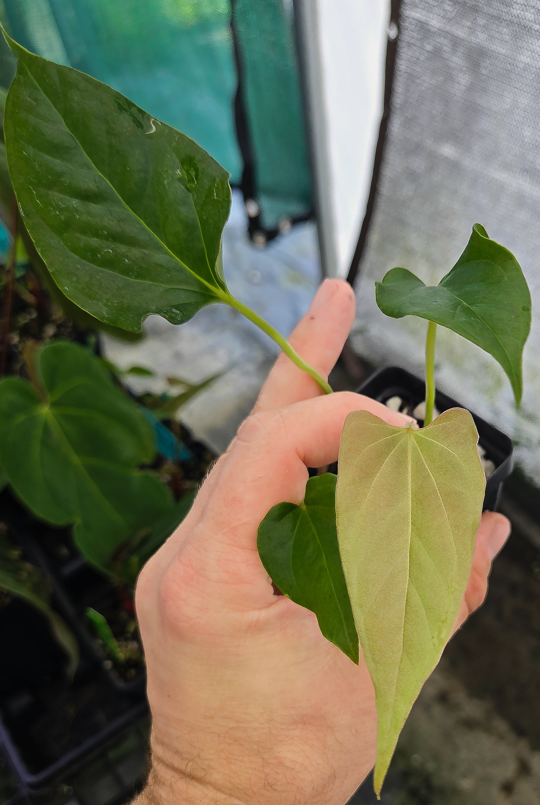 Anthurium Cerrocampanense x 'Portillae NSE Dewey Fisk clone' (A136)