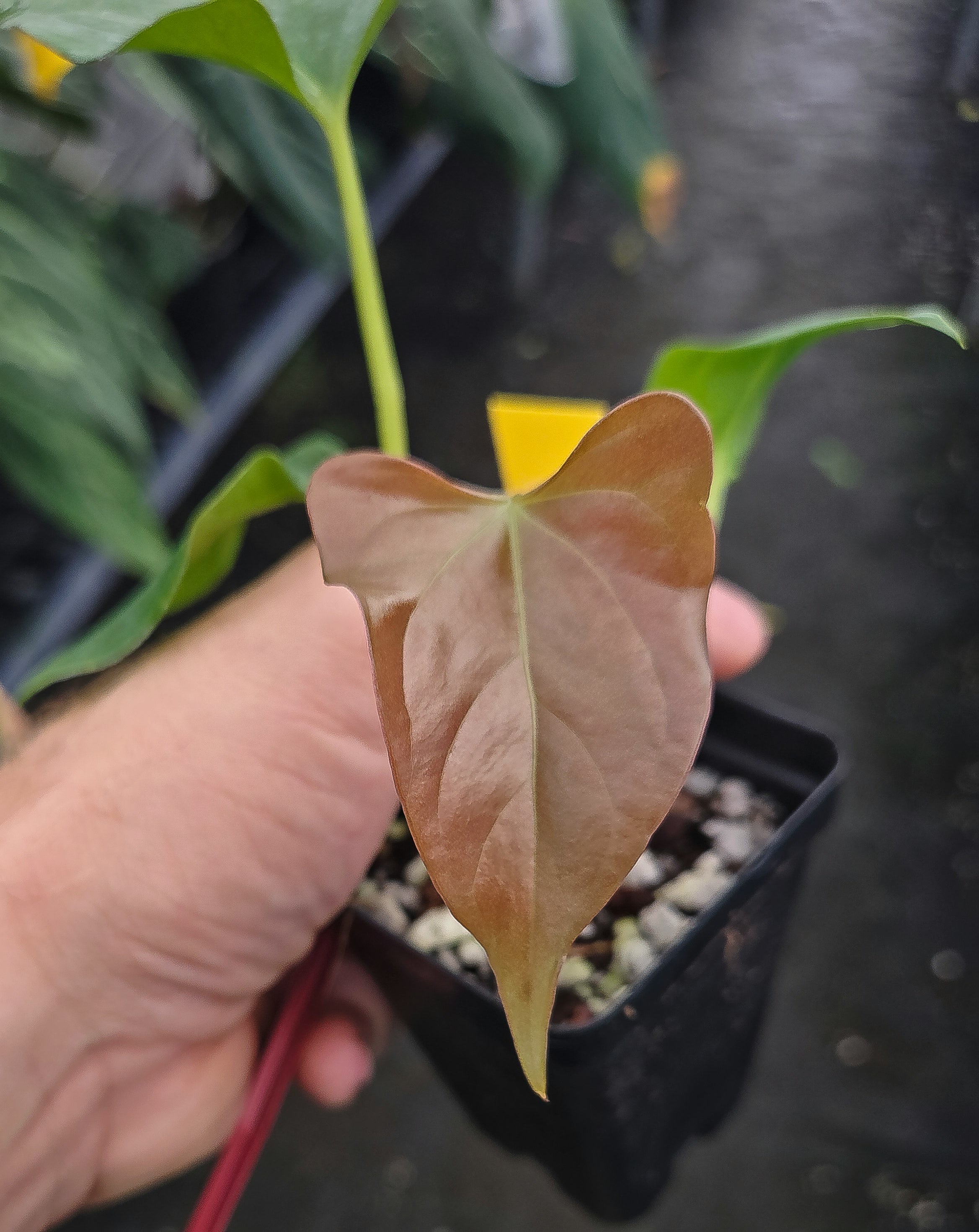 Anthurium Cerrocampanense x 'Portillae NSE Dewey Fisk clone' (A136)