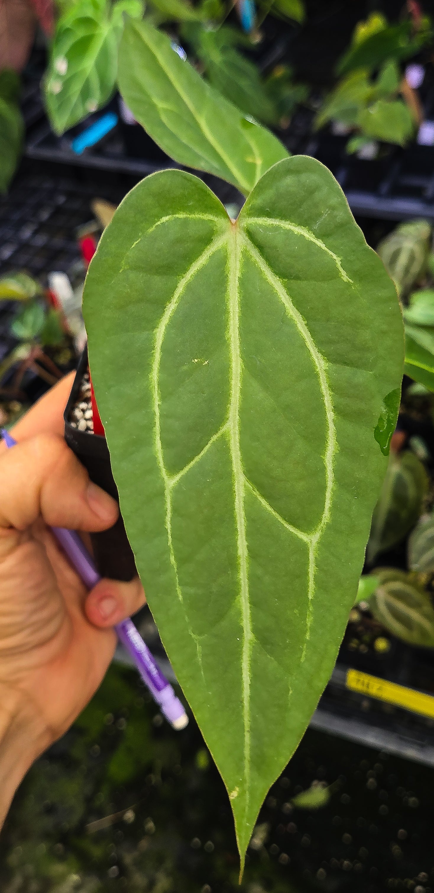 Anthurium ('Rotundatum X' / 'Doc Block Purple F2 'Red Wide Sinus')  x 'Swampmannii Long' (A135)