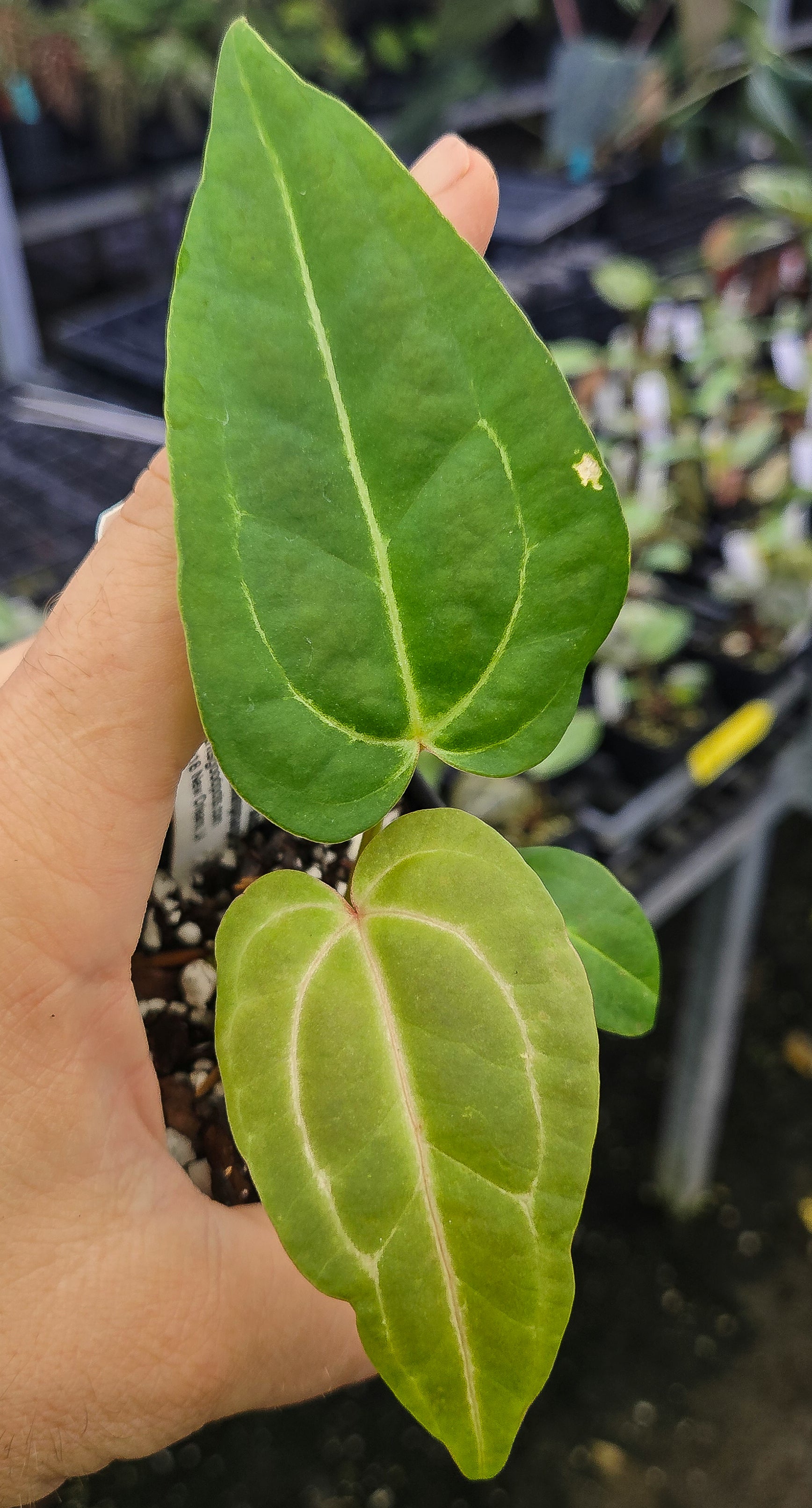 Anthurium ('Rotundatum X' / 'Doc Block Purple F2 'Red Wide Sinus')  x 'Swampmannii Long' (A135)