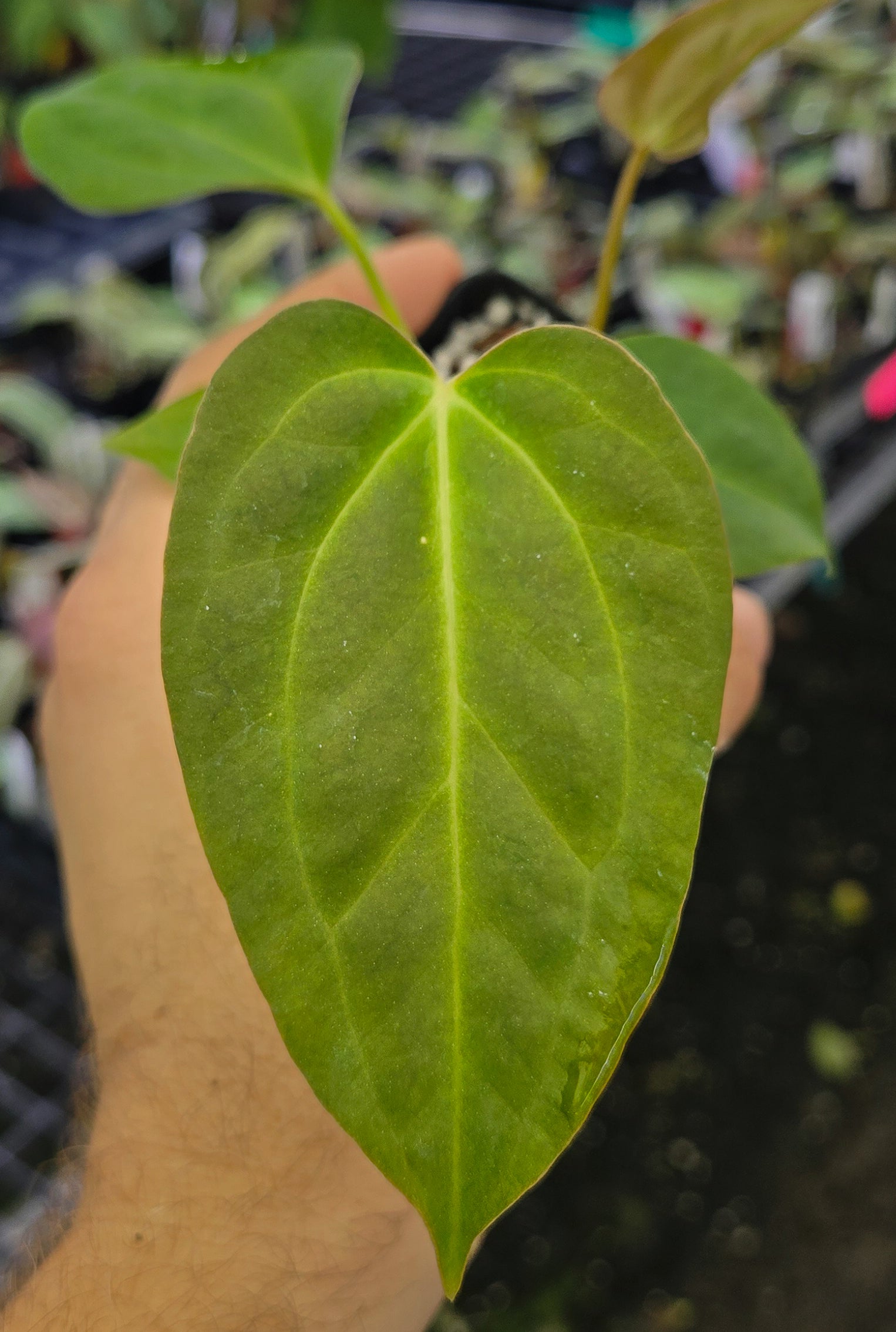 Anthurium 'Delta Mike' x Bessae aff. 'Stripey' (A133)