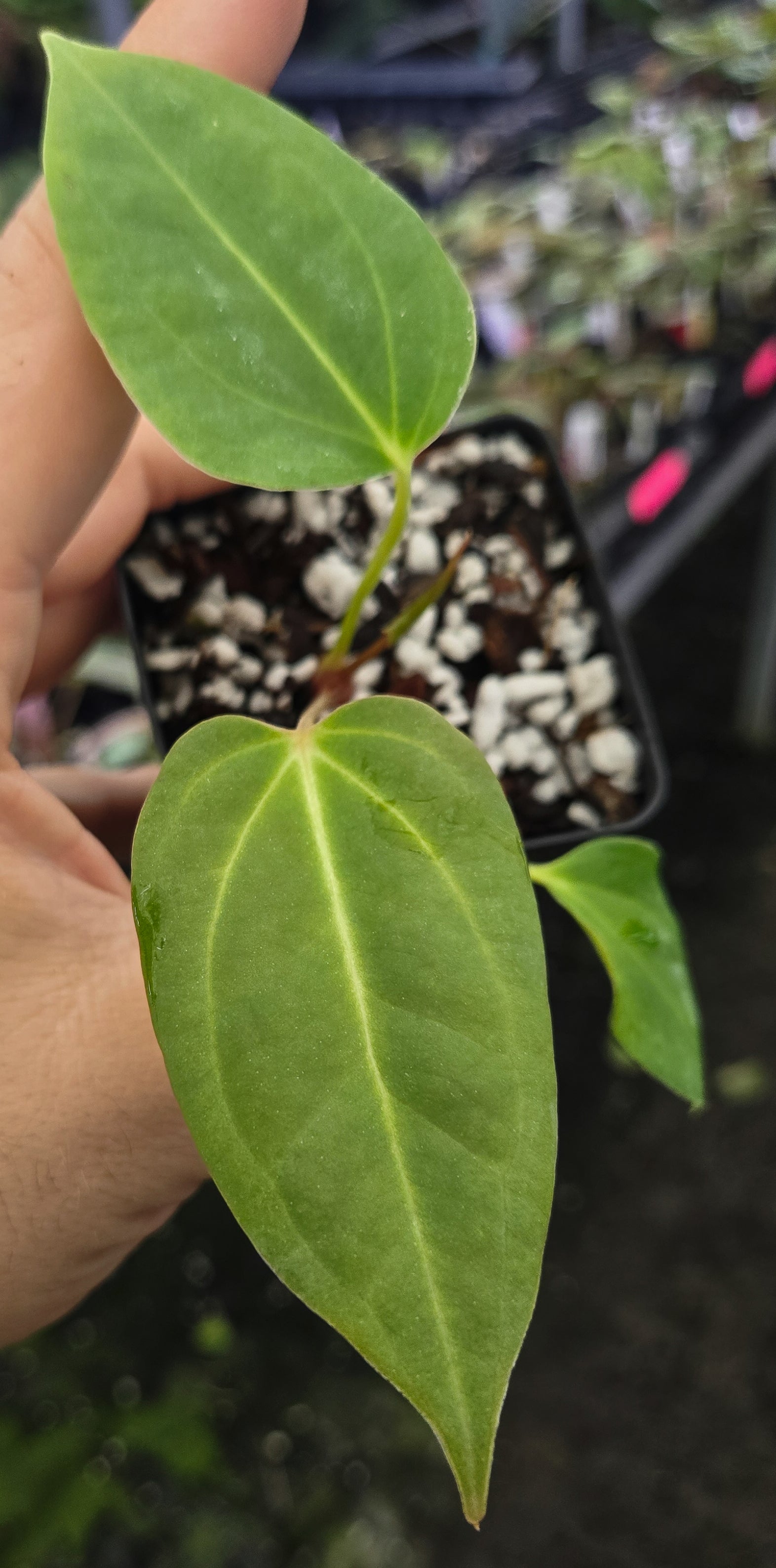 Anthurium 'Delta Mike' x Bessae aff. 'Stripey' (A133)