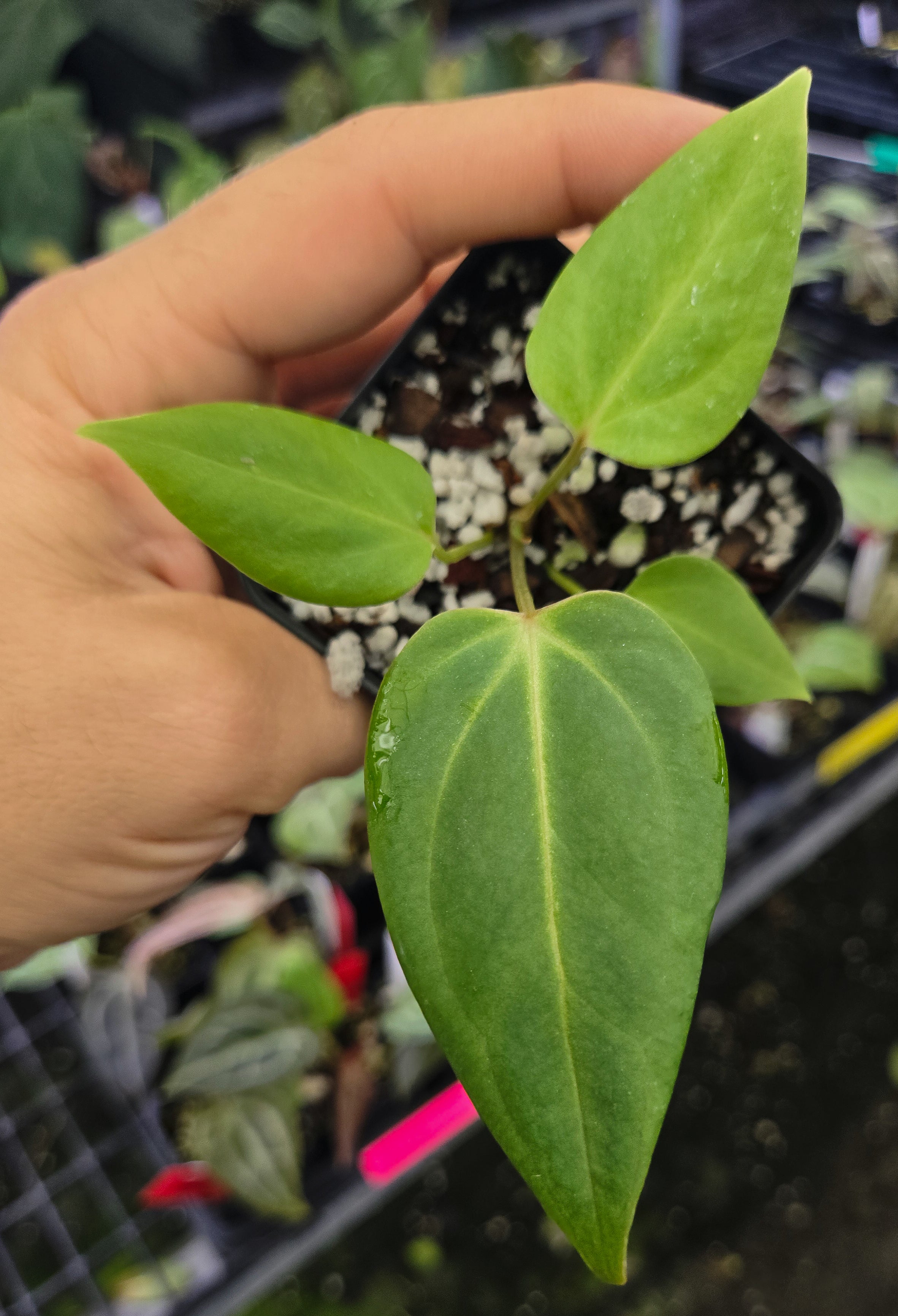 Anthurium 'Delta Mike' x Bessae aff. 'Stripey' (A133)