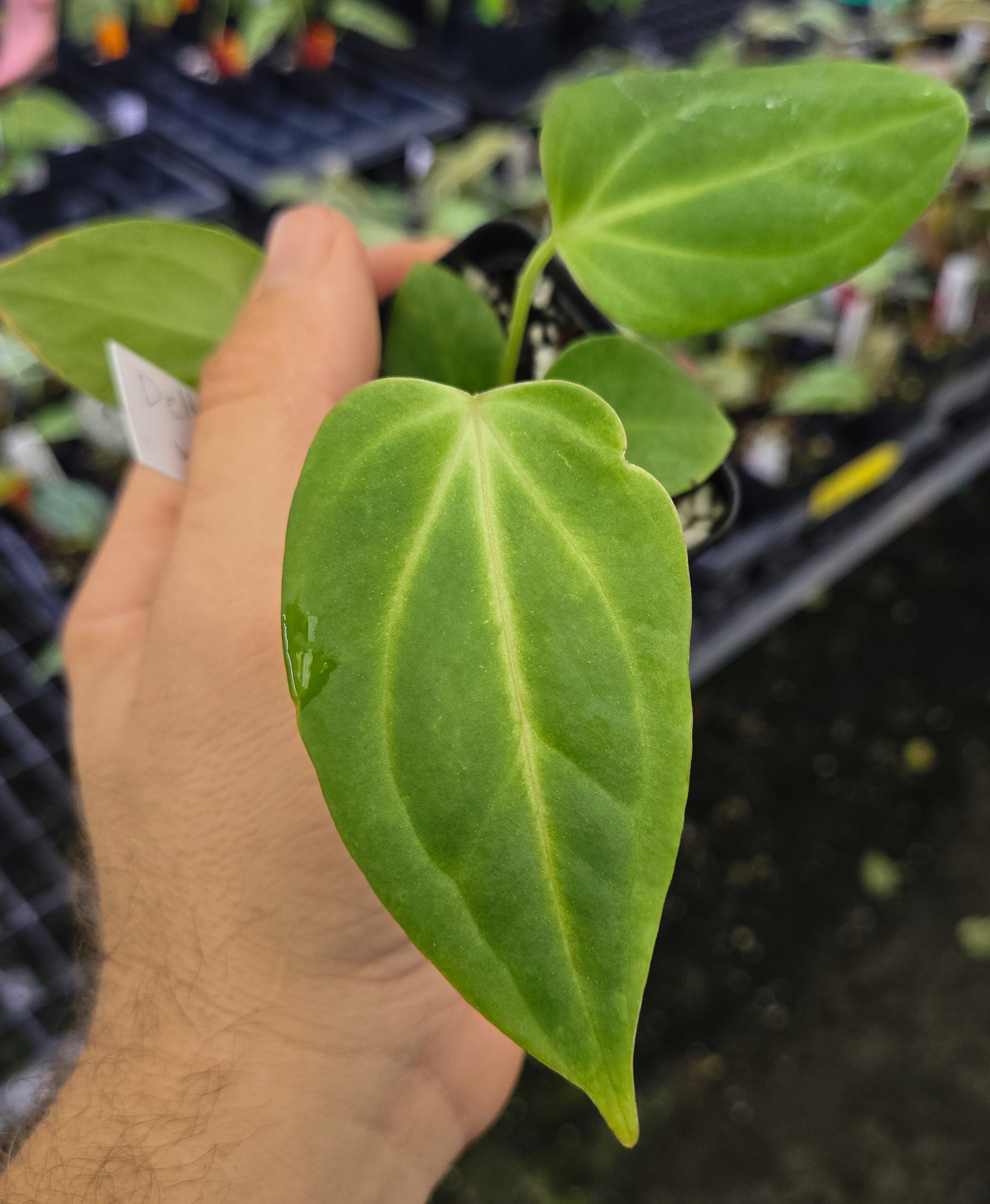 Anthurium 'Delta Mike' x Bessae aff. 'Stripey' (A133)