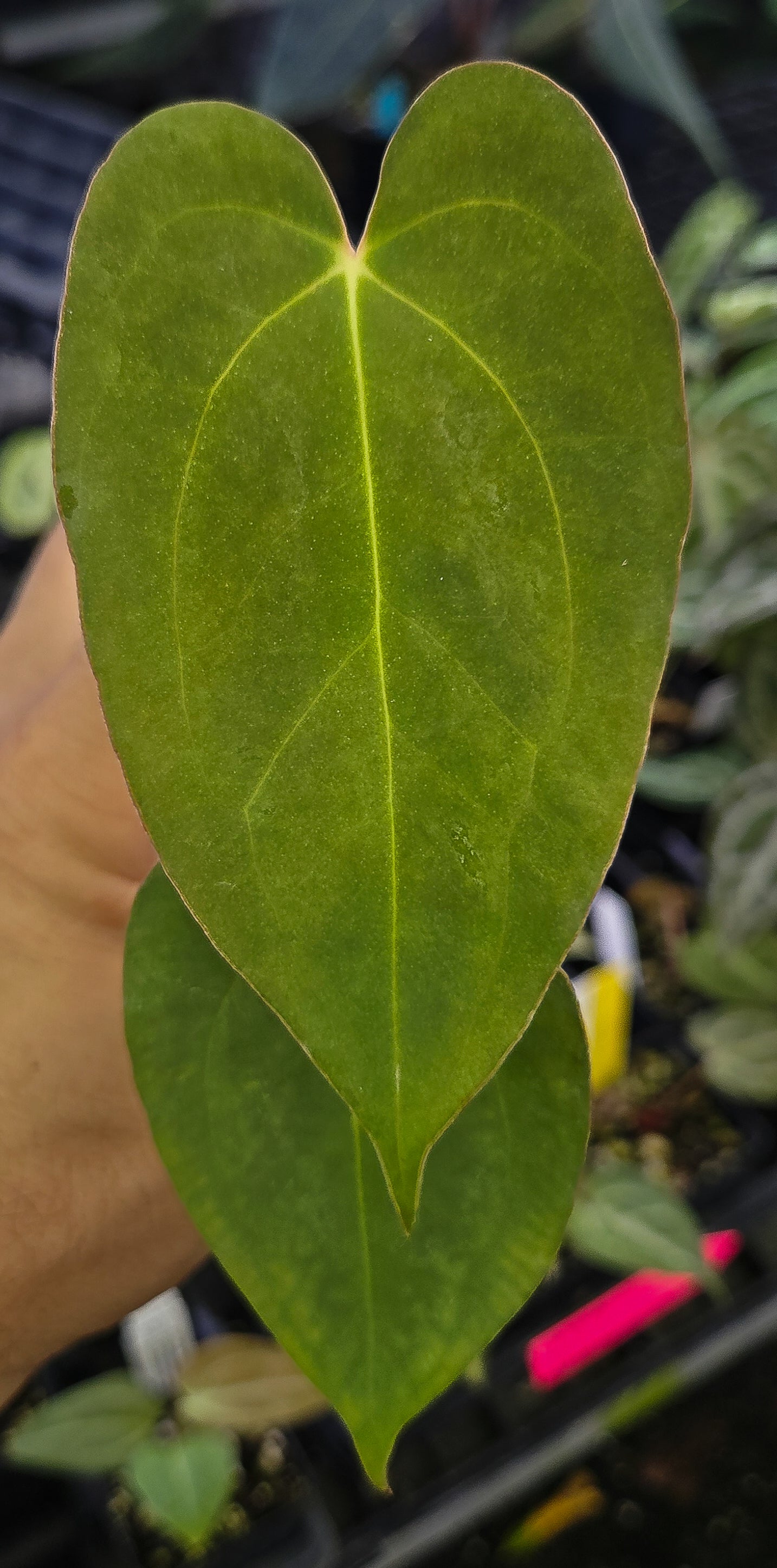 Anthurium 'Tim Anderson Stripey Mag Pap' x 'Hoffmannii X Butterfly' (A131)