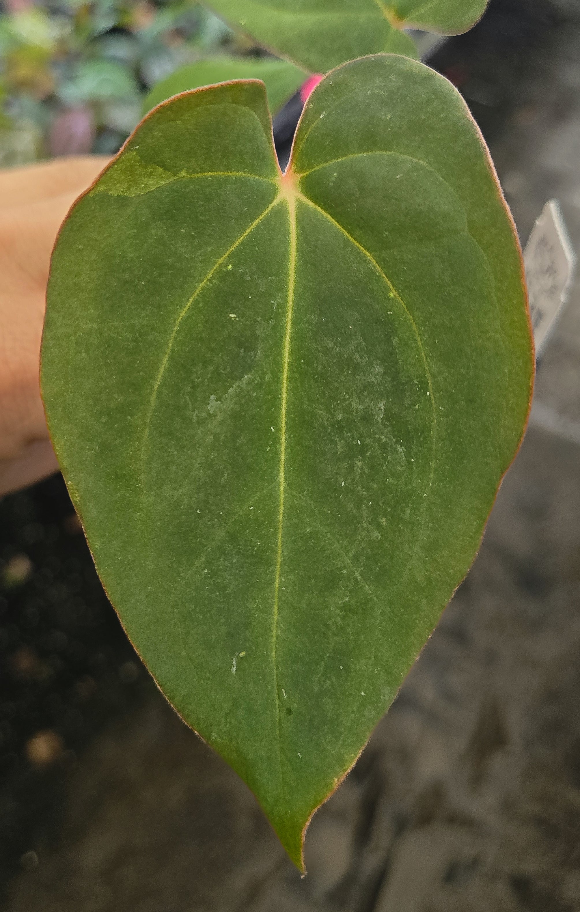 Anthurium 'Tim Anderson Stripey Mag Pap' x 'Hoffmannii X Butterfly' (A131)