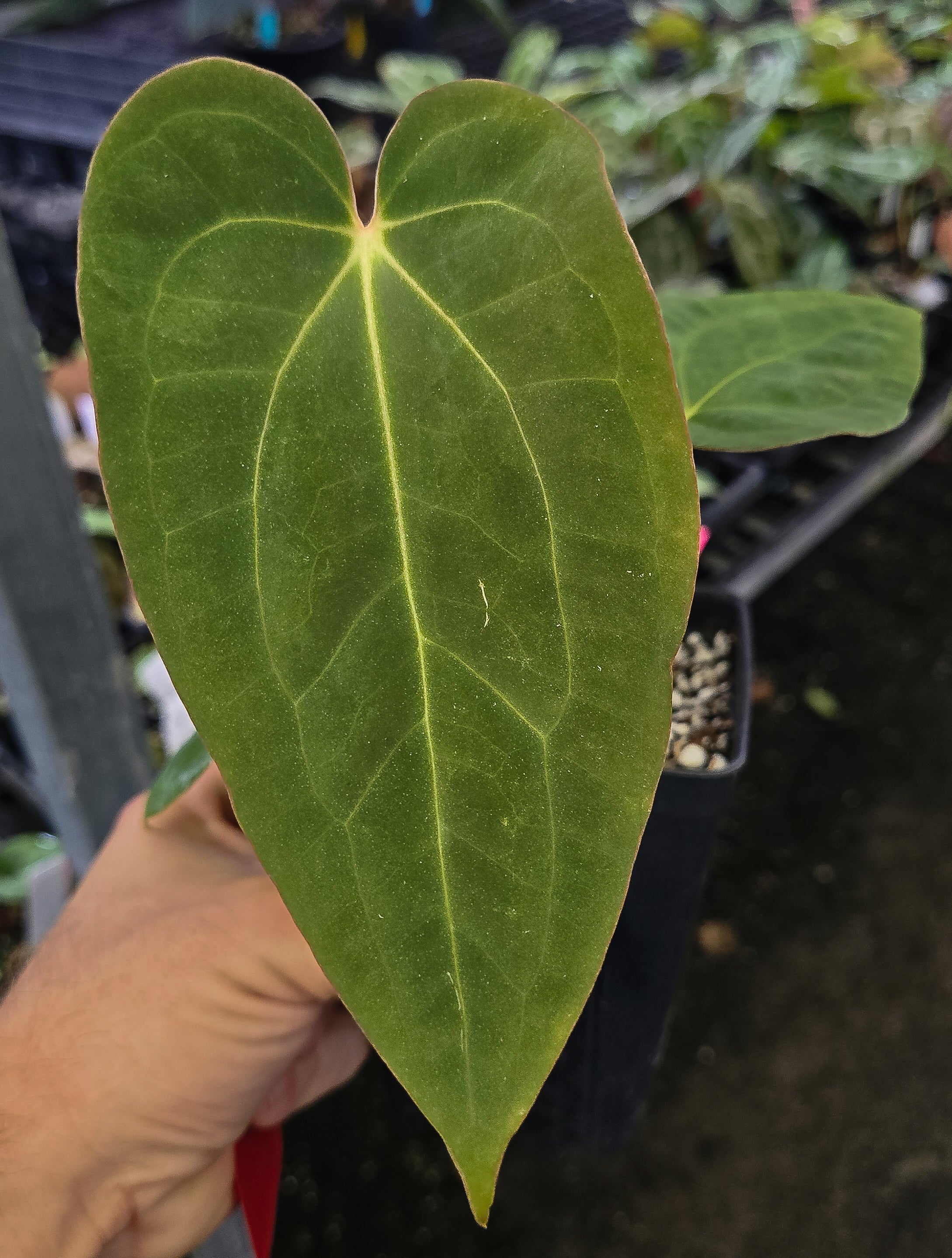 Anthurium 'Tim Anderson Stripey Mag Pap' x 'Hoffmannii X Butterfly' (A131)