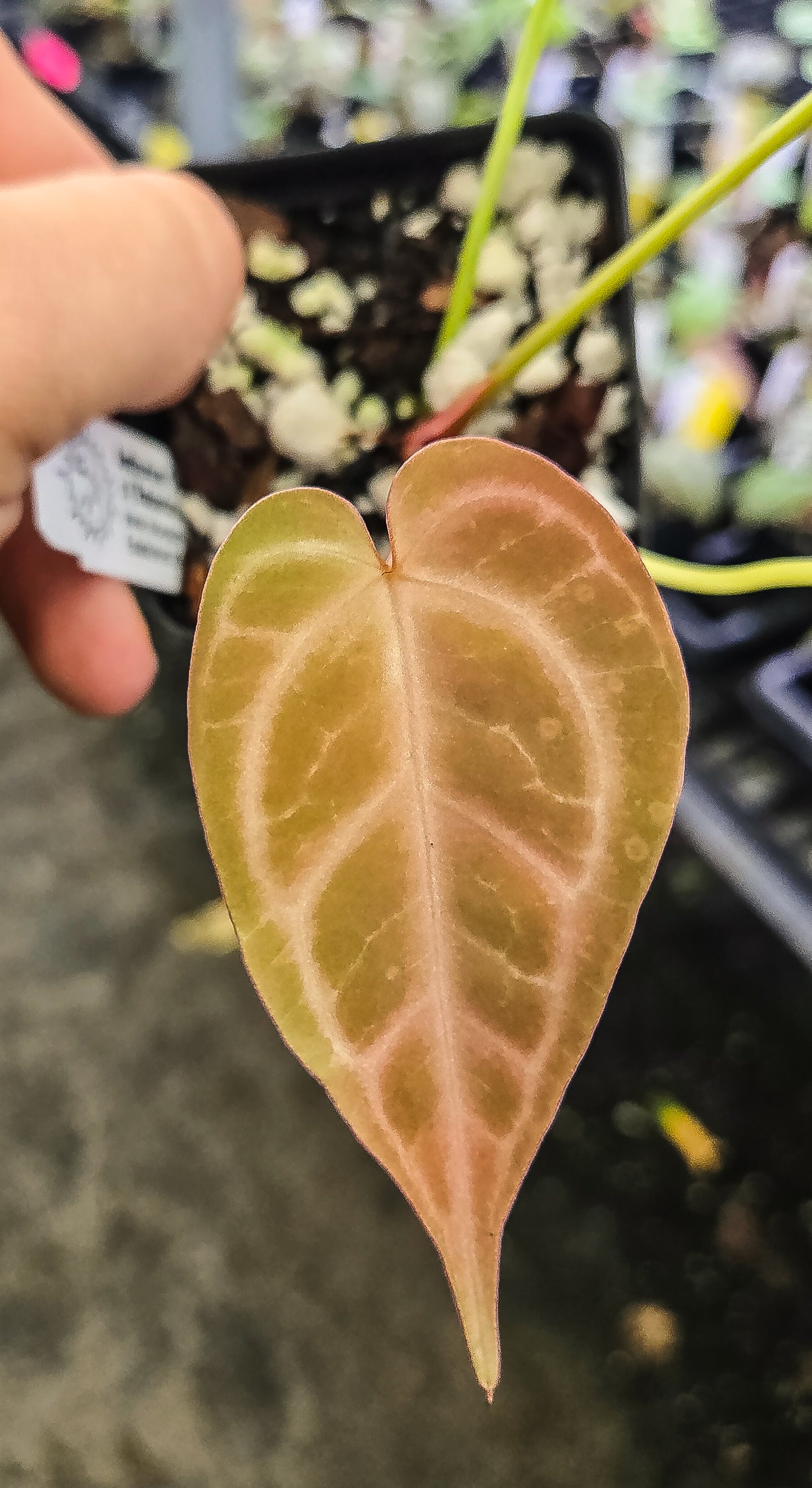 Anthurium Doriyaki 'Super Silver' x ' Rotundatum X' / 'Doc Block Purple F2') (A130)
