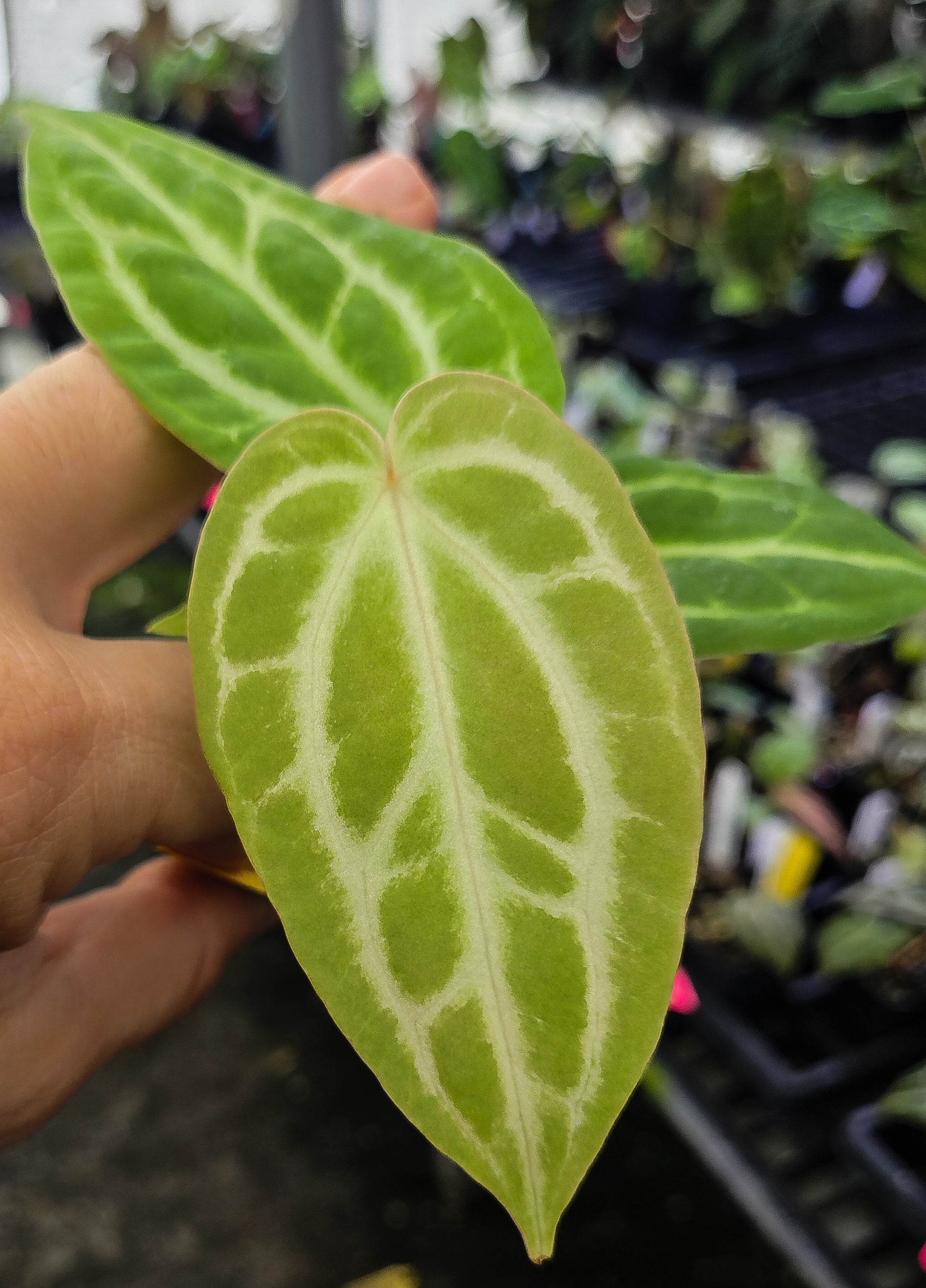 Anthurium Doriyaki 'Super Silver' x ' Rotundatum X' / 'Doc Block Purple F2') (A130)