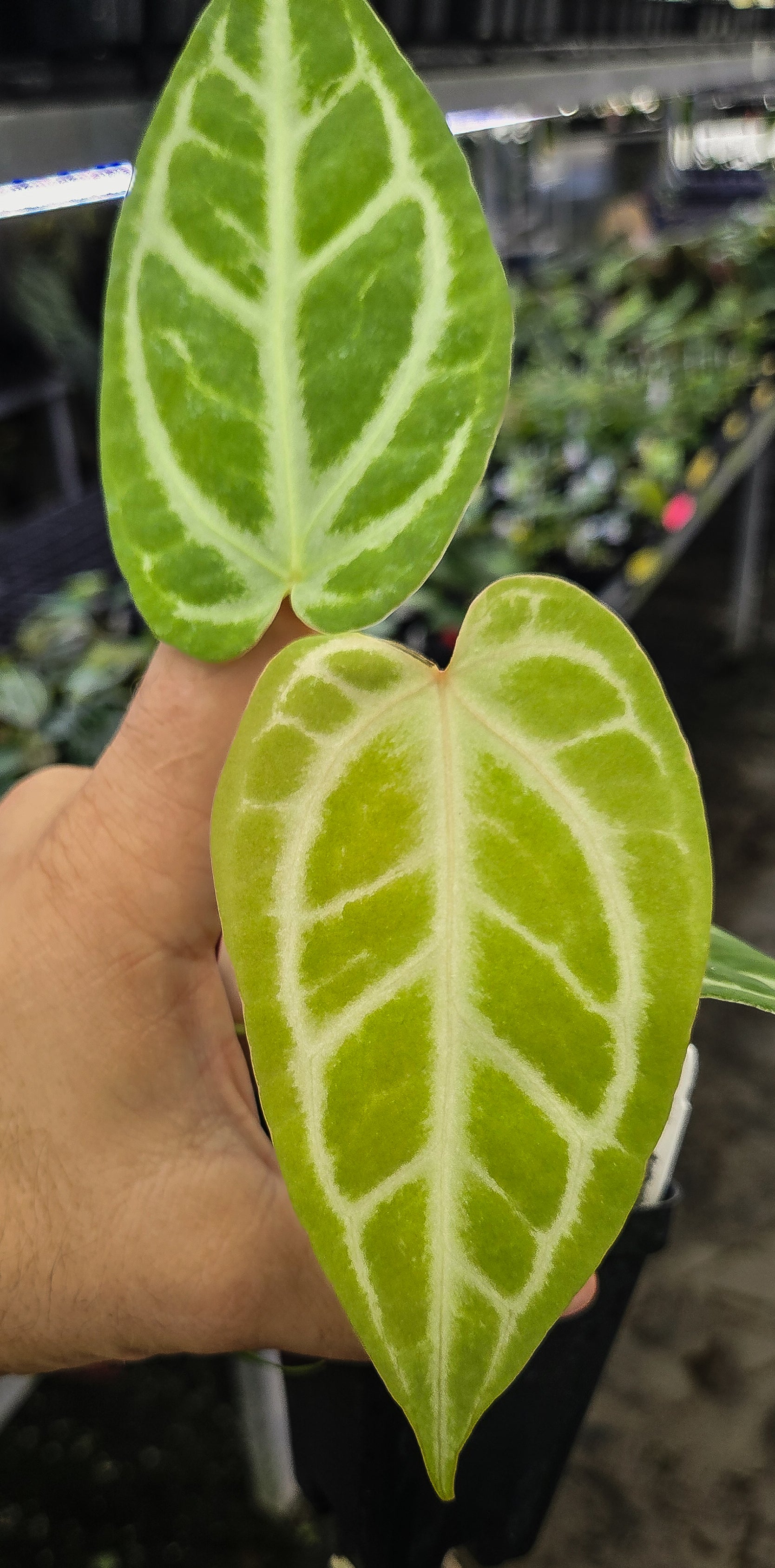 Anthurium Doriyaki 'Super Silver' x ' Rotundatum X' / 'Doc Block Purple F2') (A130)