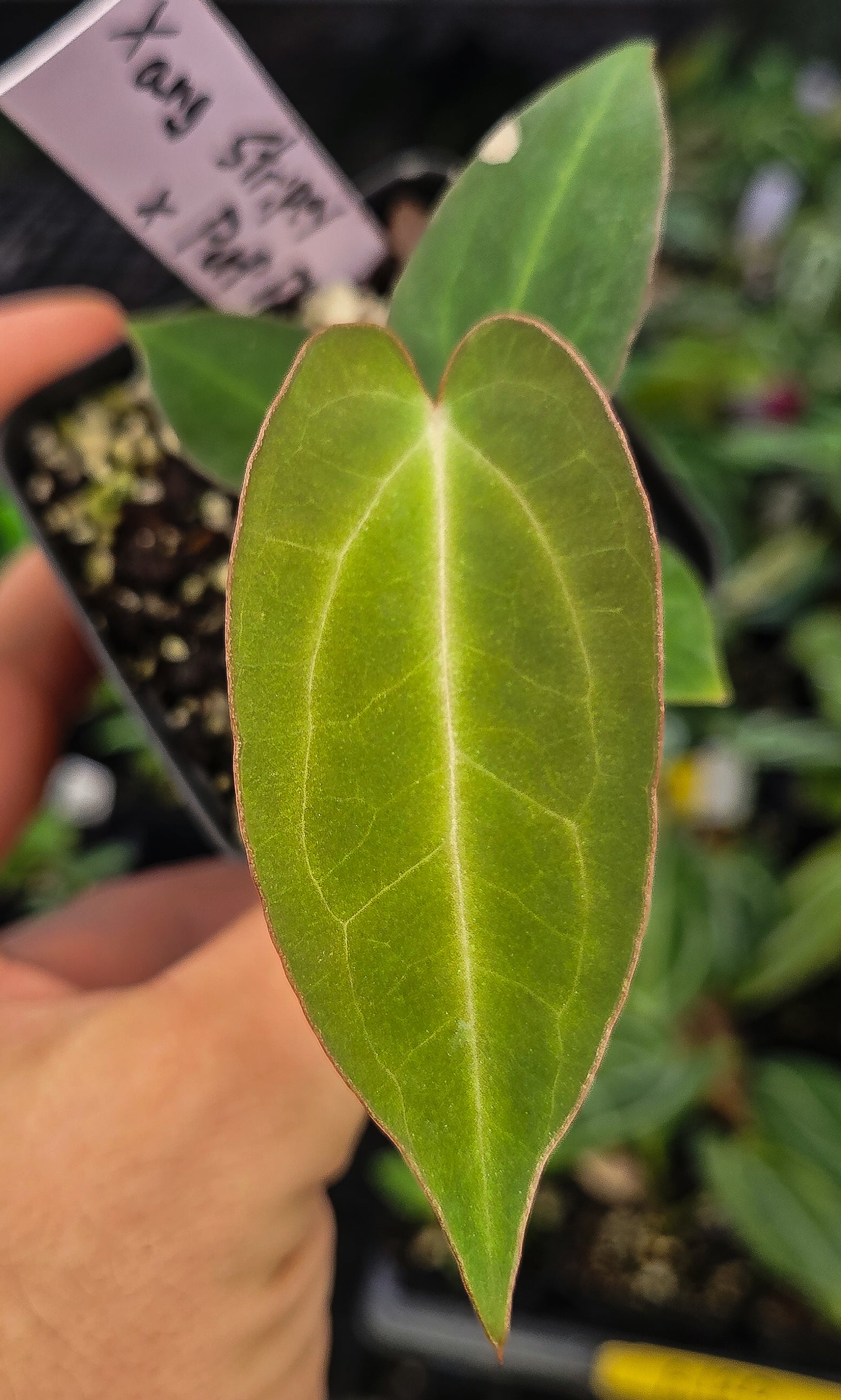 Anthurium ('Tim Anderson Long Leaf'/ Stripey Mag')x 'Doc Block Purple F2' (A127)