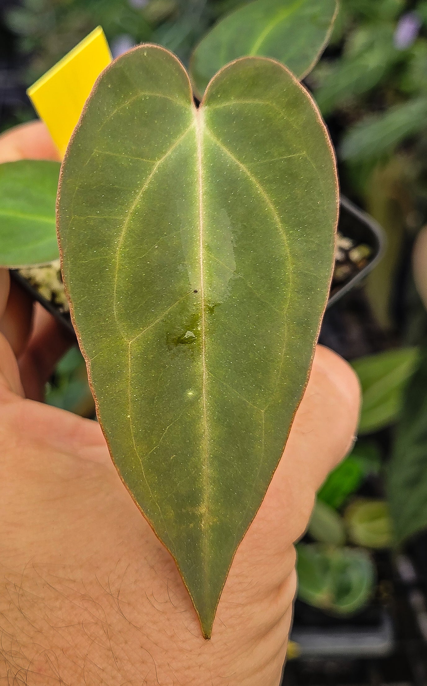 Anthurium ('Tim Anderson Long Leaf'/ Stripey Mag')x 'Doc Block Purple F2' (A127)