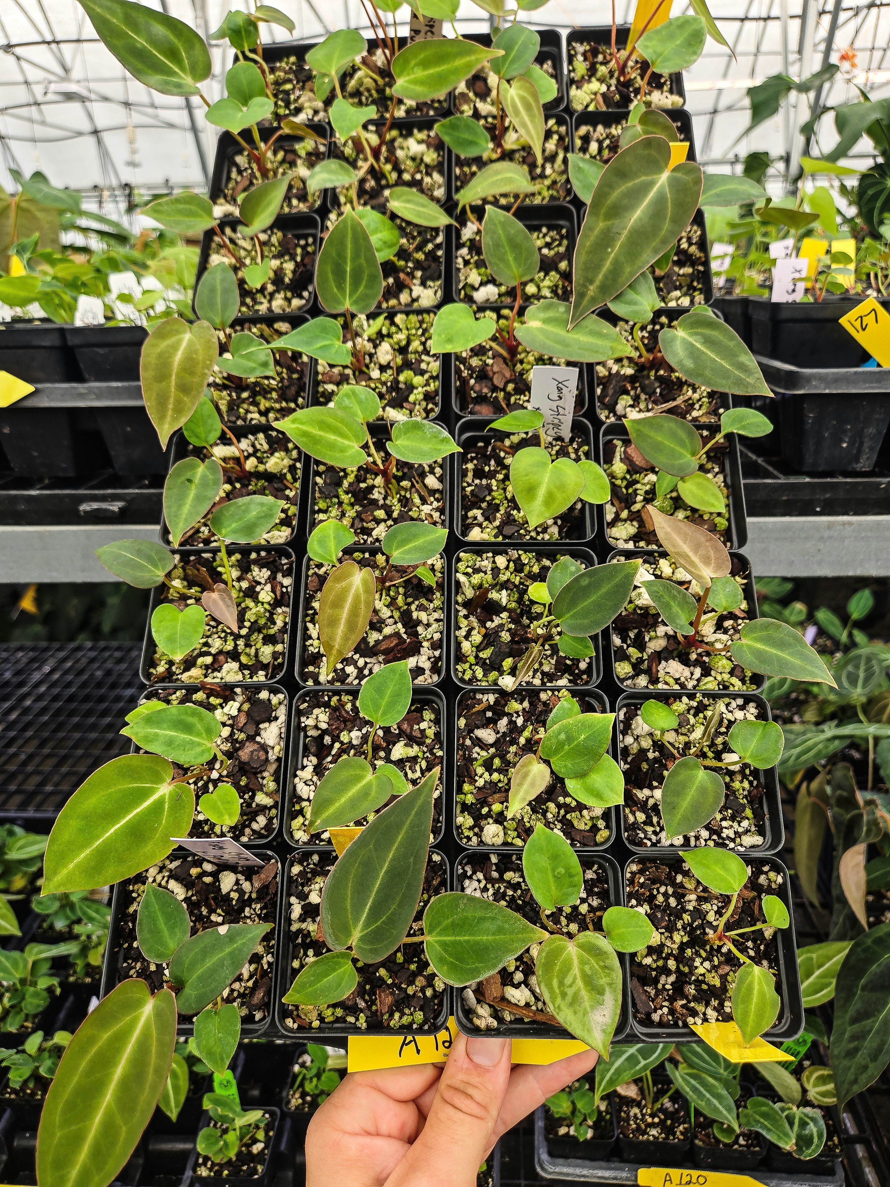 Anthurium ('Tim Anderson Long Leaf'/ Stripey Mag')x 'Doc Block Purple F2' (A127)