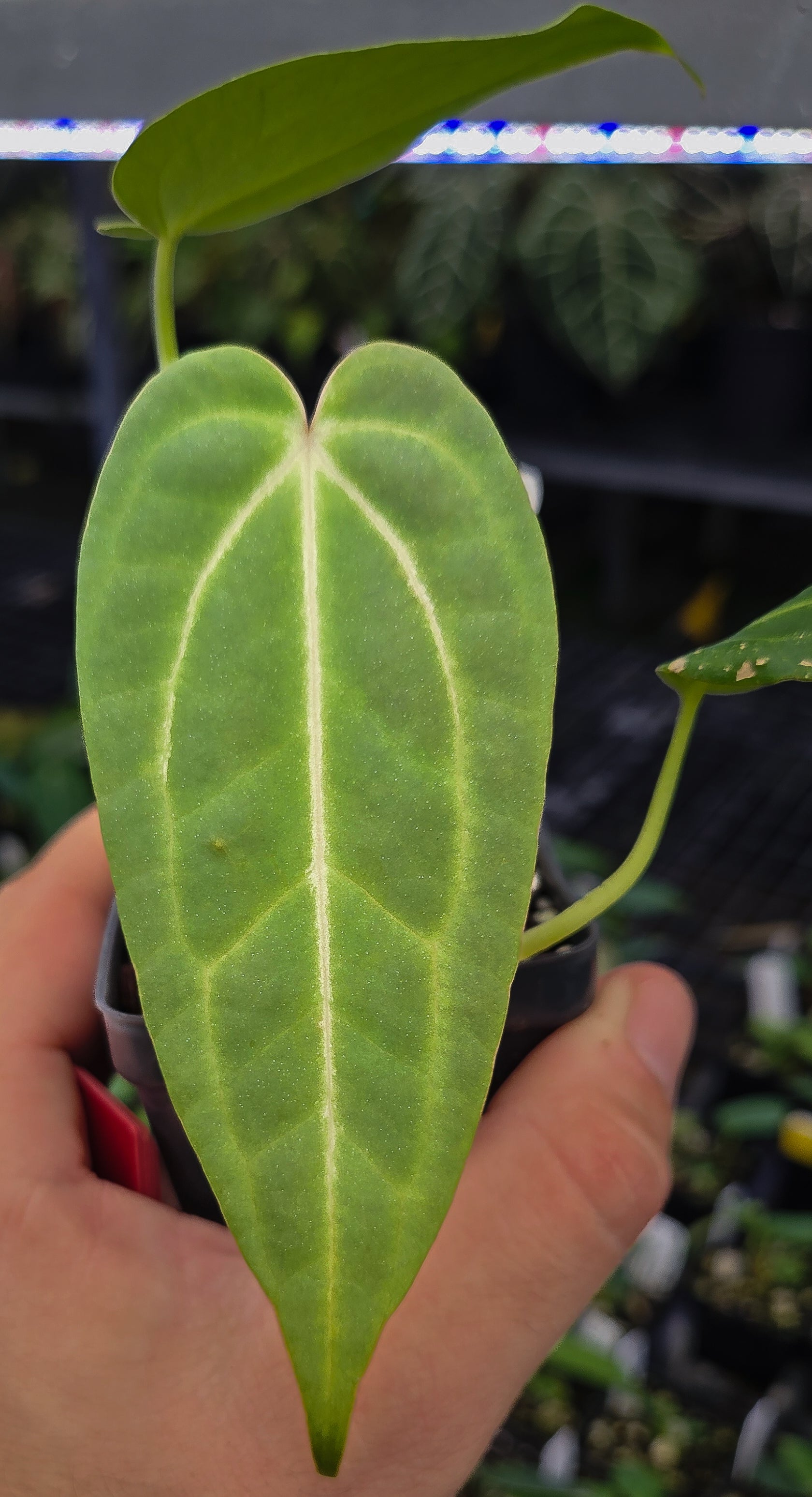 Anthurium ('Rotundatum X'/ 'Doc Block Purple F2') x 'Crystal Queen' (A128)
