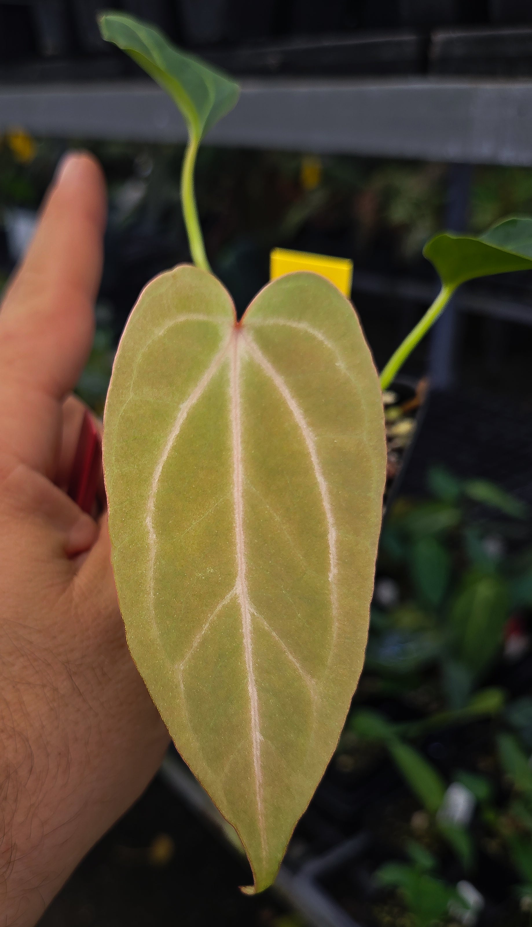 Anthurium ('Rotundatum X'/ 'Doc Block Purple F2') x 'Crystal Queen' (A128)