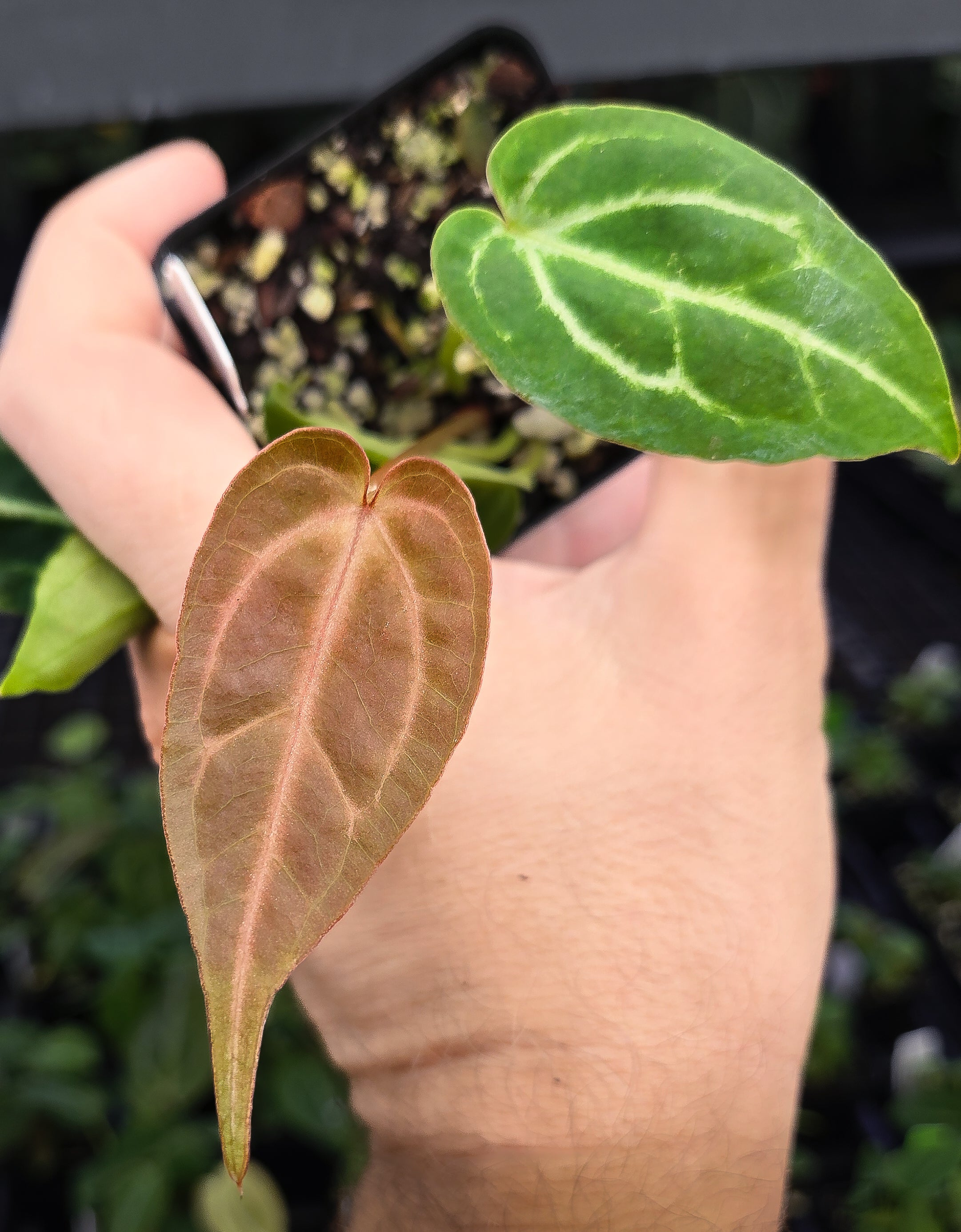 Anthurium ('Rotundatum X'/ 'Doc Block Purple F2') x 'Crystal Queen' (A128)