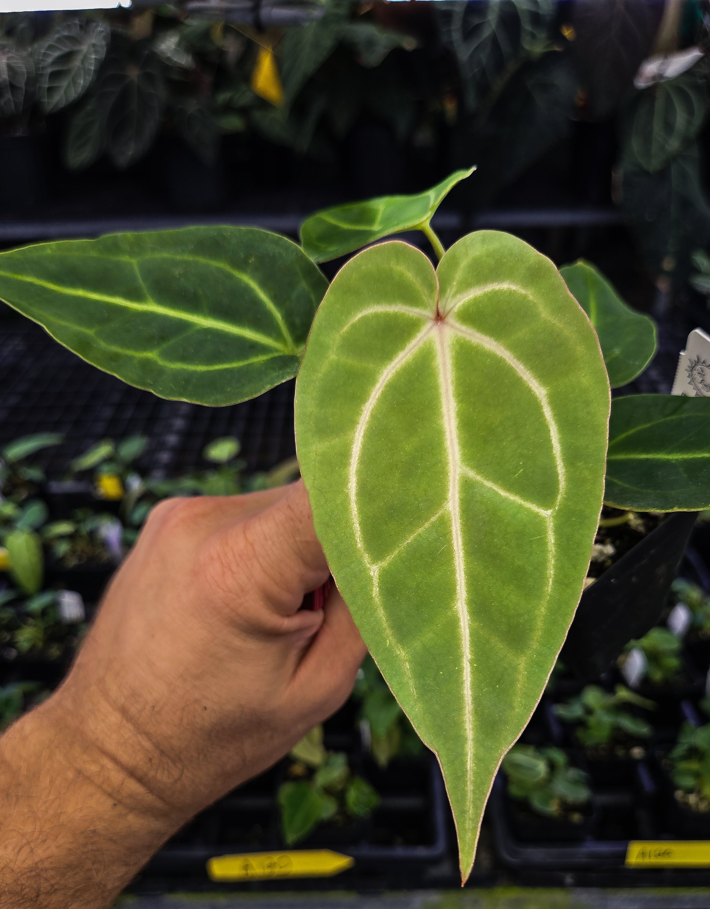 Anthurium ('Rotundatum X'/ 'Doc Block Purple F2') x 'Crystal Queen' (A128)