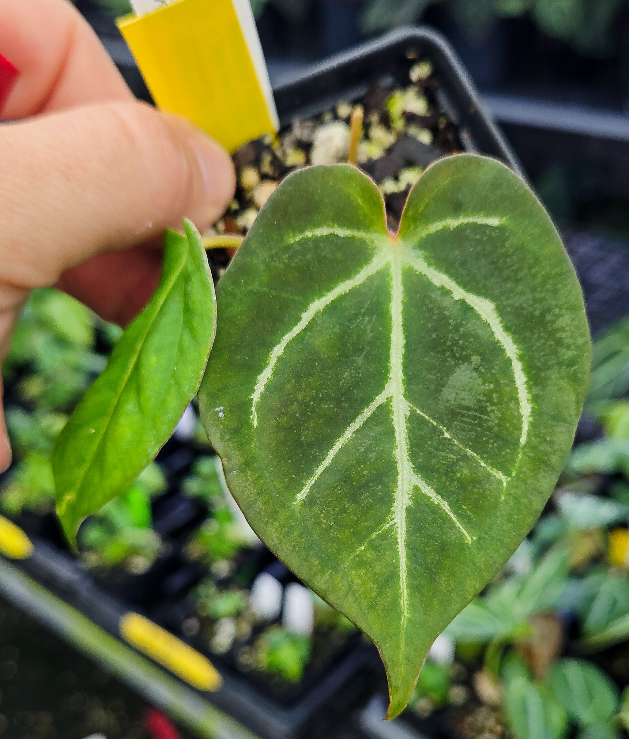Anthurium 'Swampmannii #4' x 'Doc Block Purple F2' (A126)