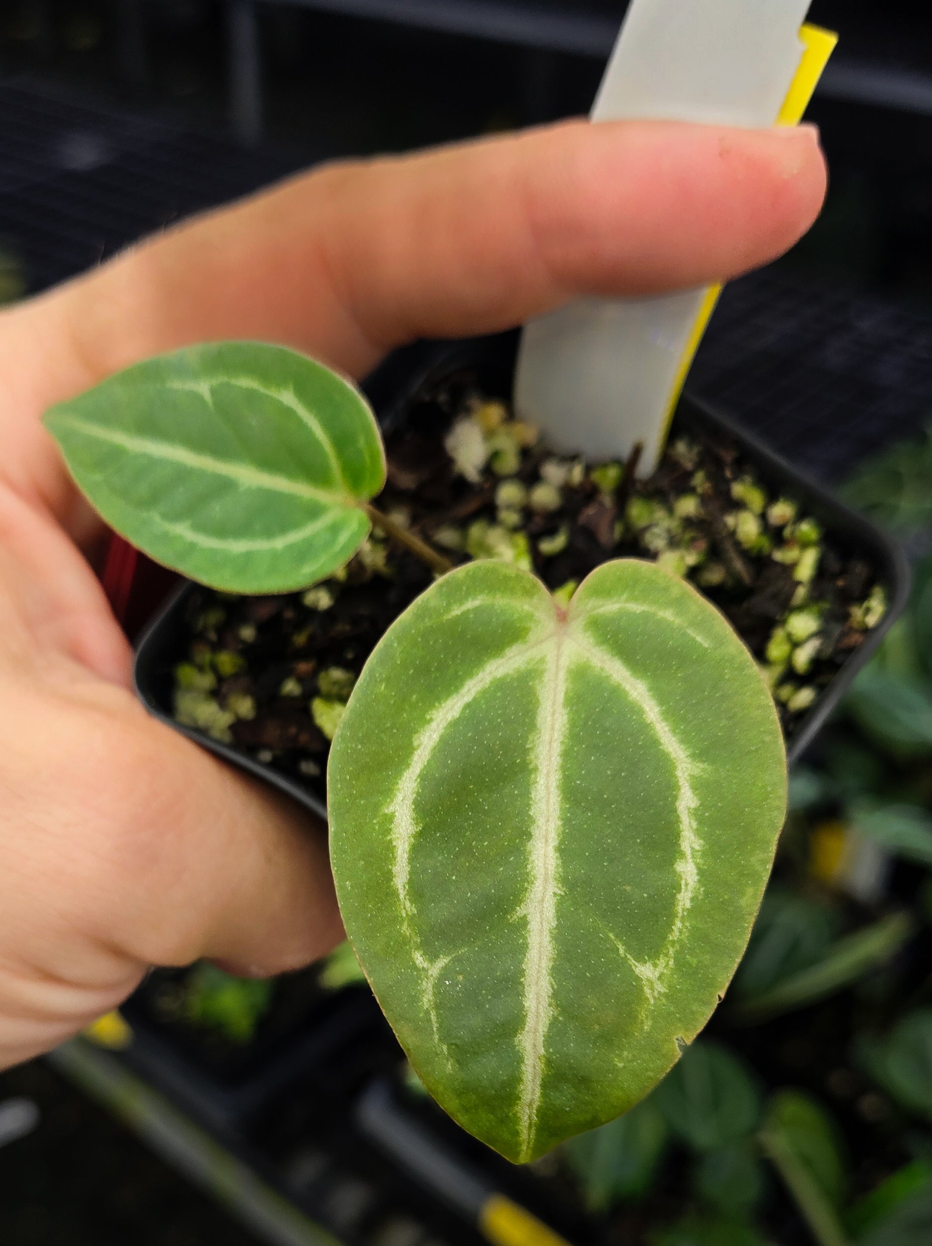 Anthurium 'Swampmannii #4' x 'Doc Block Purple F2' (A126)