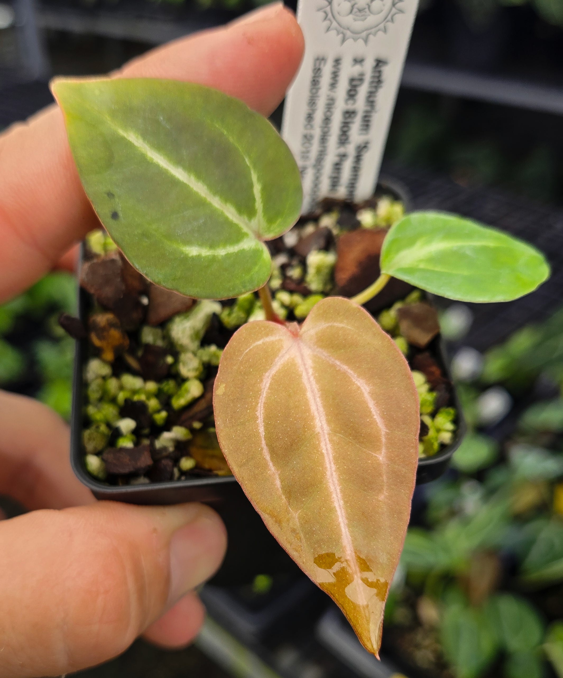 Anthurium 'Swampmannii #4' x 'Doc Block Purple F2' (A126)