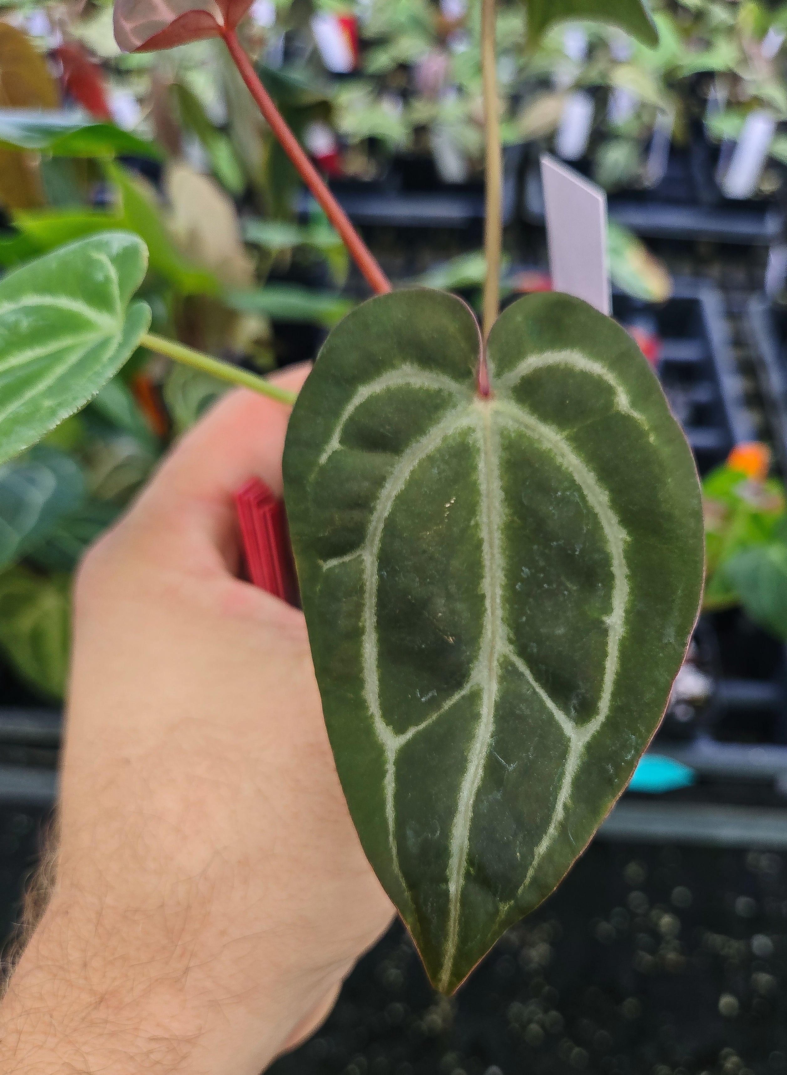 Anthurium 'Swampmannii #3' x 'Doc Block Purple F2' (A138) - seed-grown Anthurium hybrid from Nice Plants Good Pots
