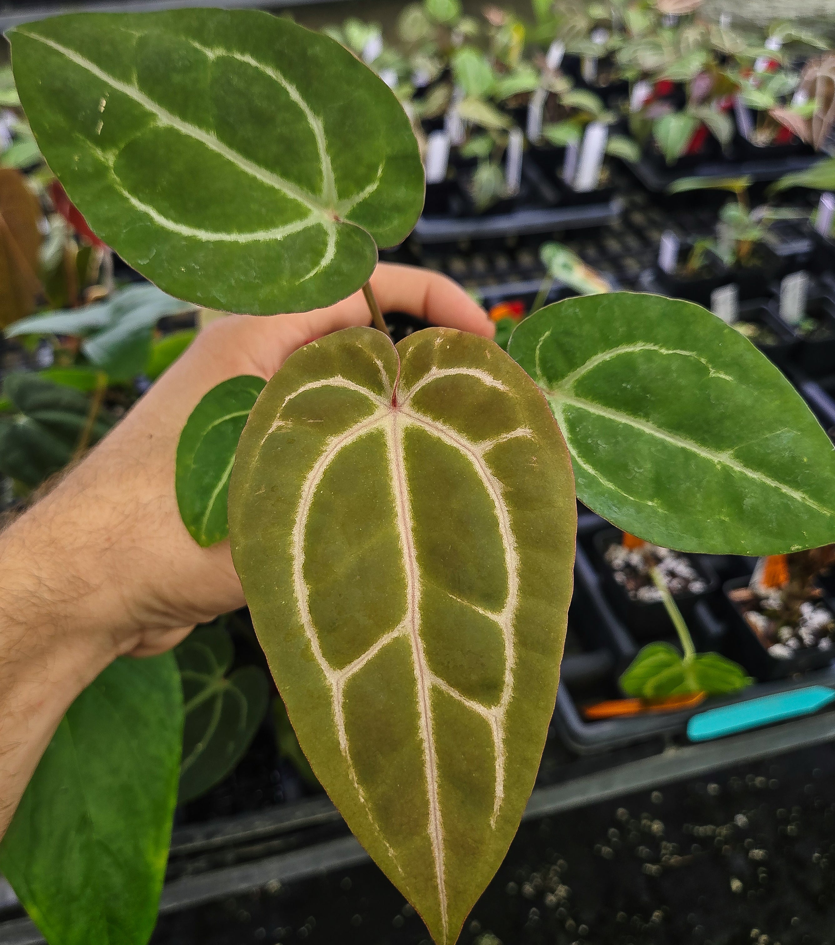Anthurium 'Swampmannii #3' x 'Doc Block Purple F2' (A138)