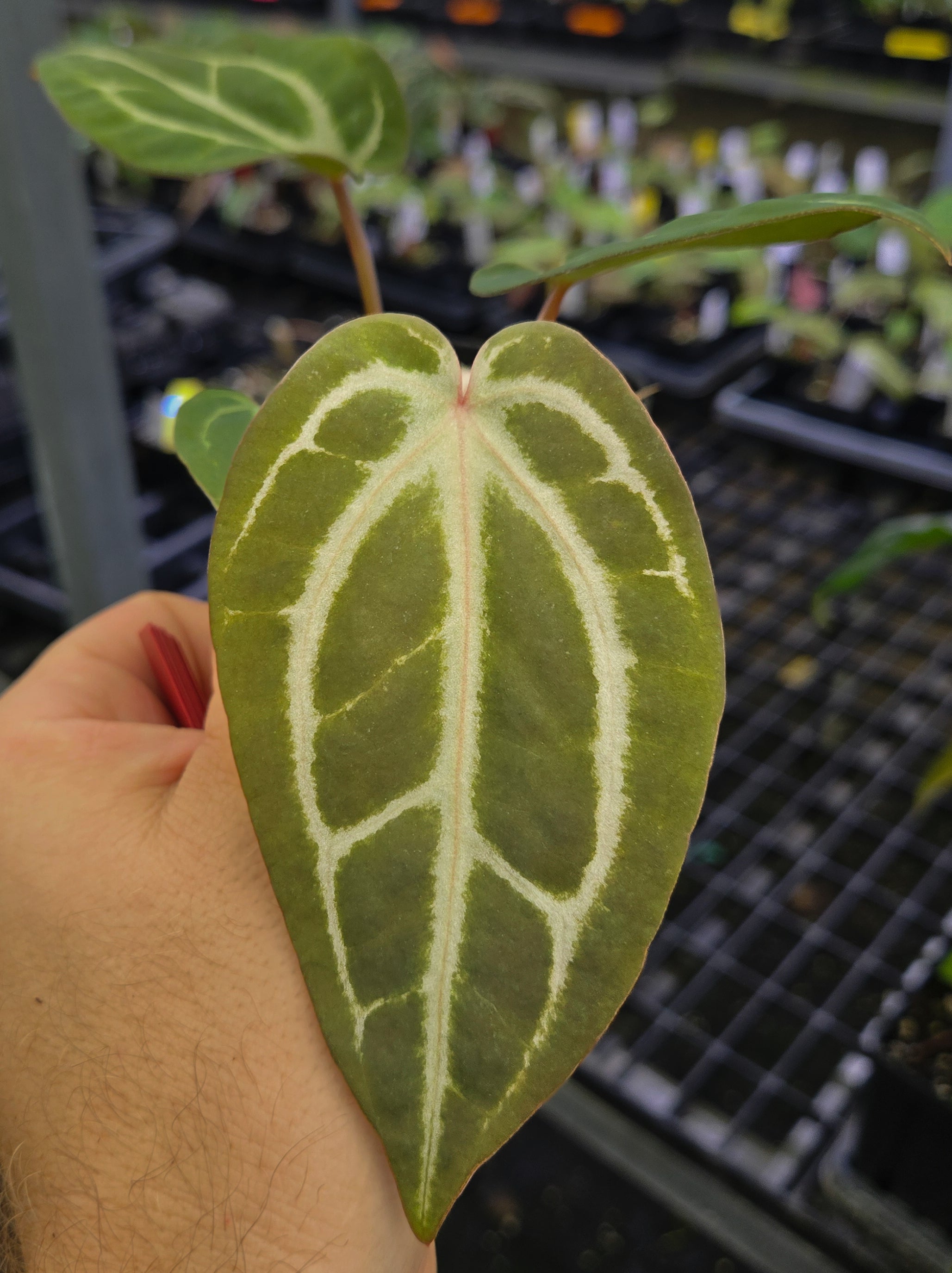 Anthurium 'Swampmannii #3' x 'Doc Block Purple F2' (A138) - seed-grown Anthurium hybrid from Nice Plants Good Pots