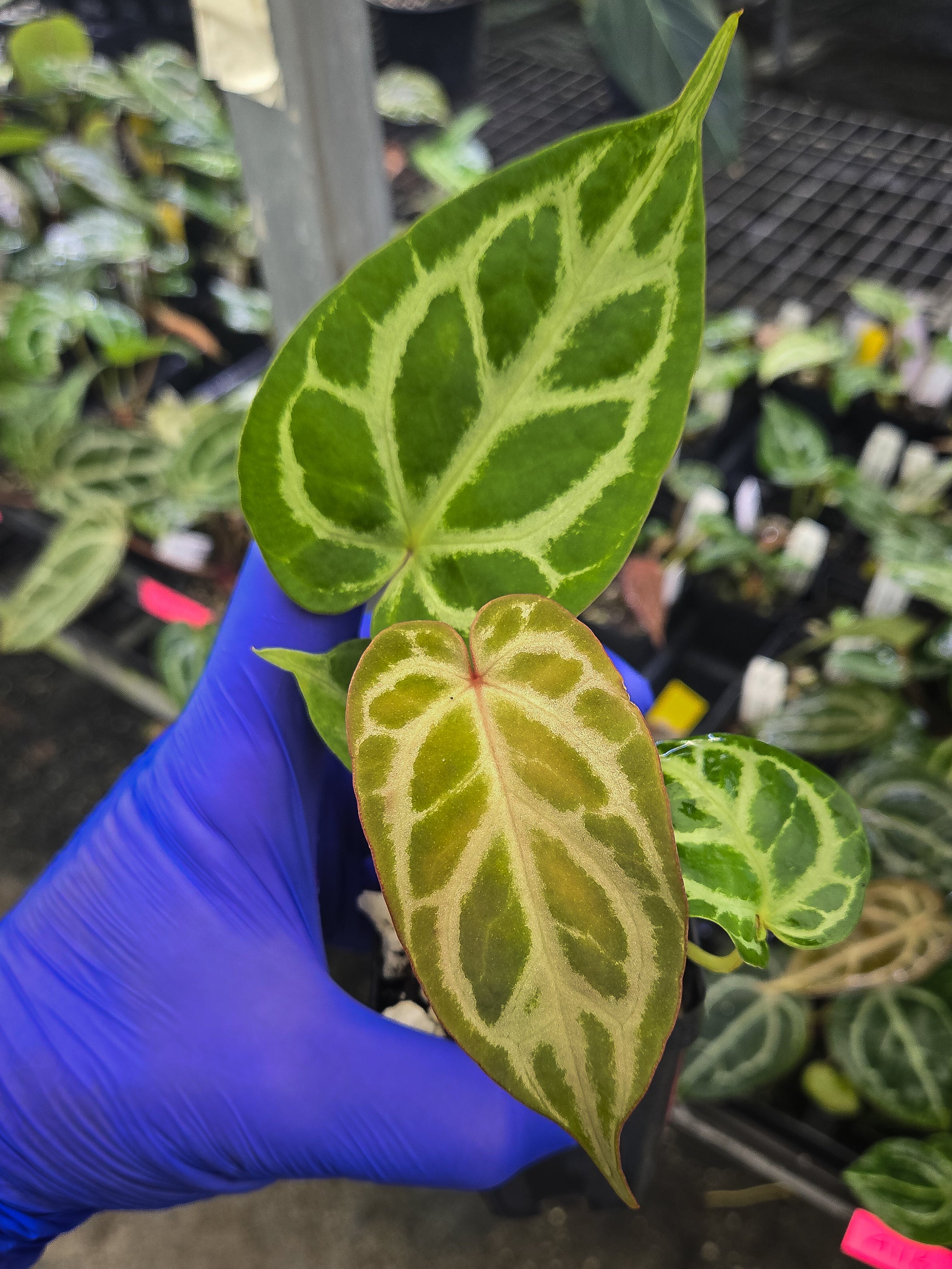 Anthurium 'Crystal Queen' x 'Costa Rican Crystal' (A129)