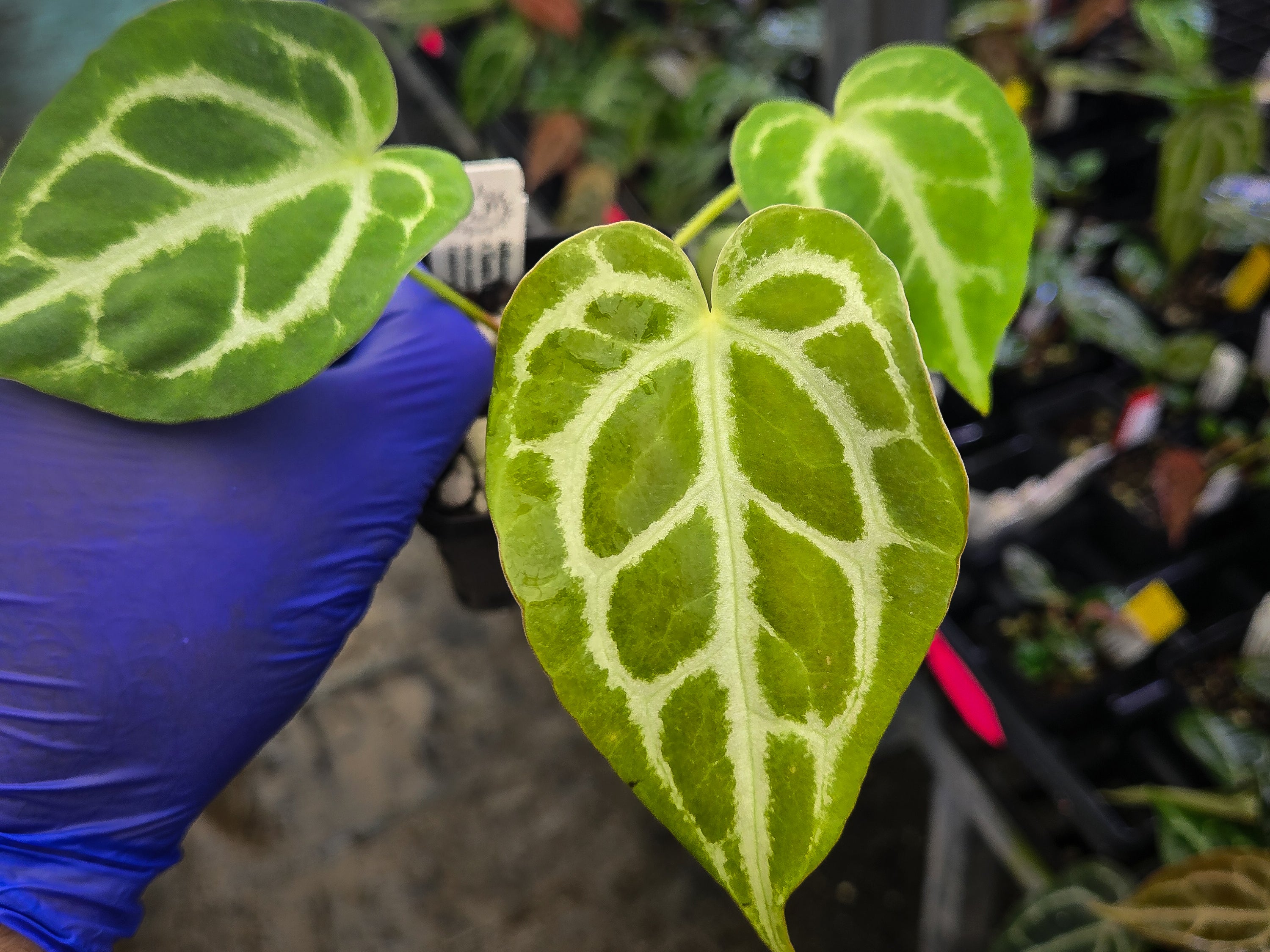 Anthurium 'Crystal Queen' x 'Costa Rican Crystal' (A129)