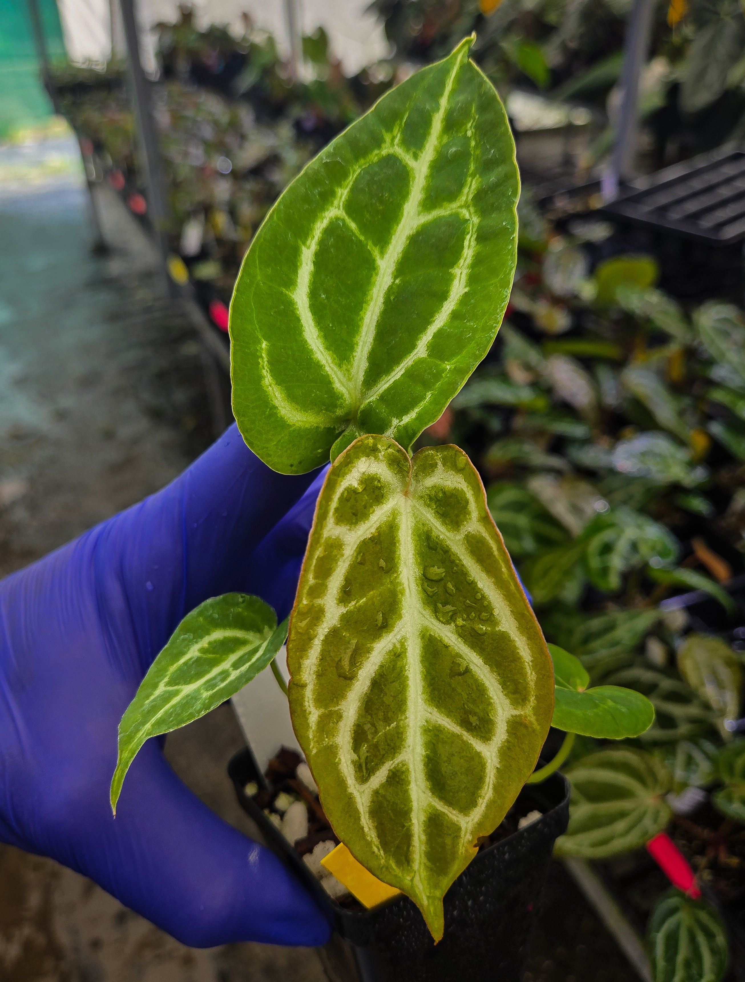 Anthurium 'Crystal Queen' x 'Costa Rican Crystal' (A129)