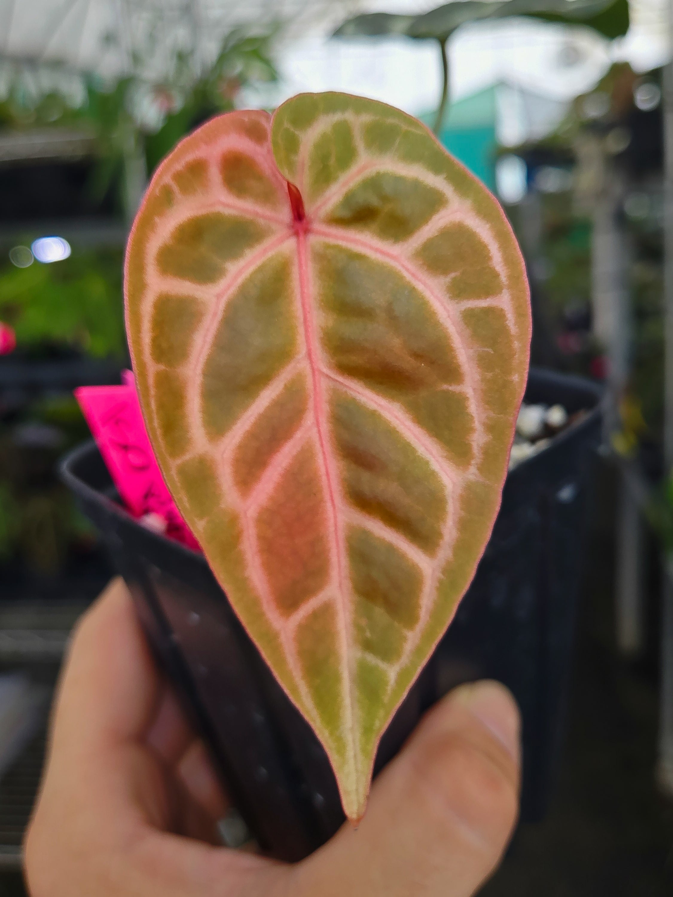 Anthurium 'SKG Red Crystal' (CS21)