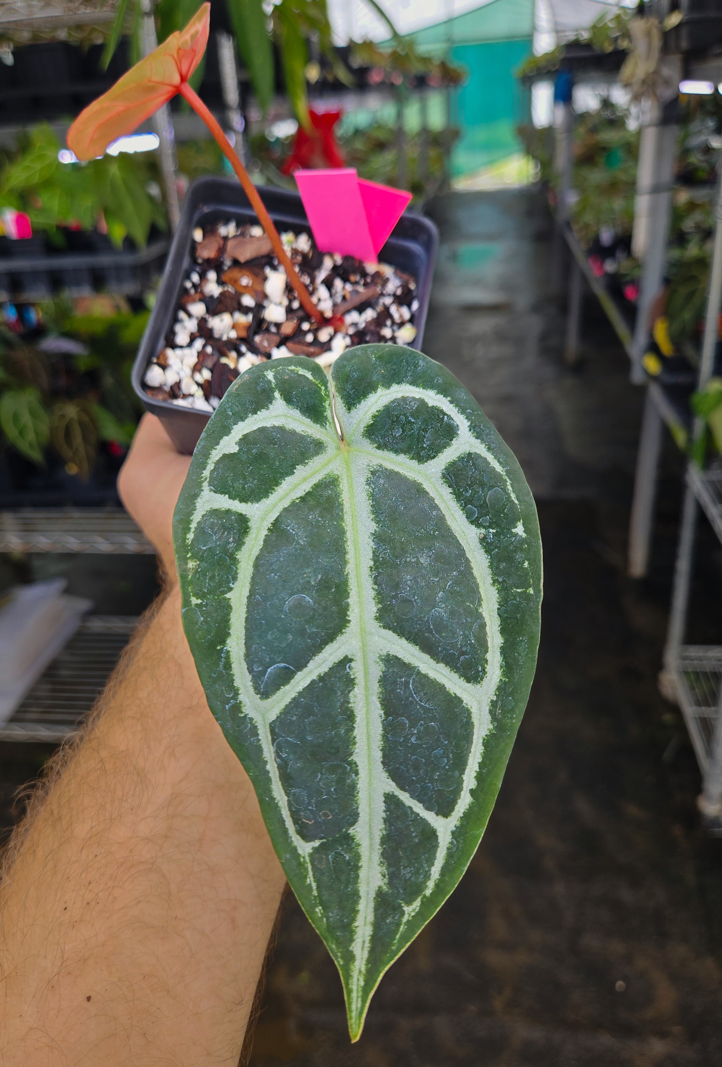 Anthurium 'SKG Red Crystal' (CS21)